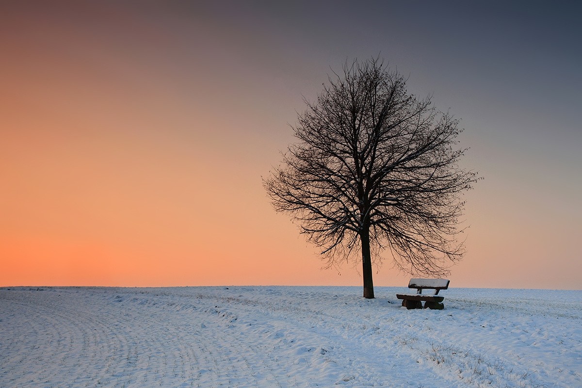 Bare tree and bench in a snowy field at sunset HD Wallpaper