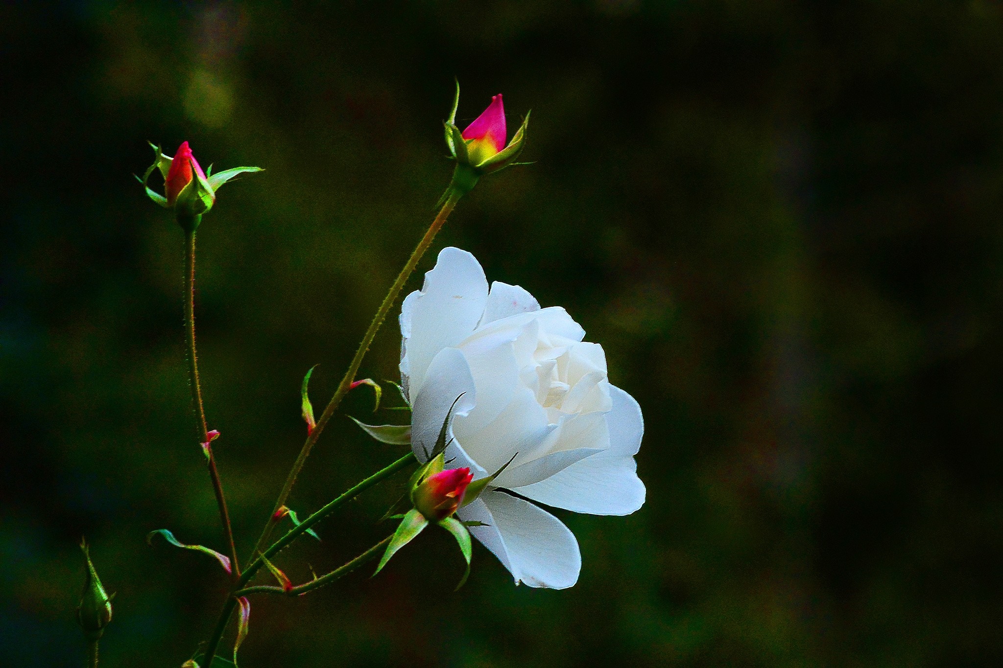 Delicate White Rose with Pink Buds on Dark Background HD Wallpaper