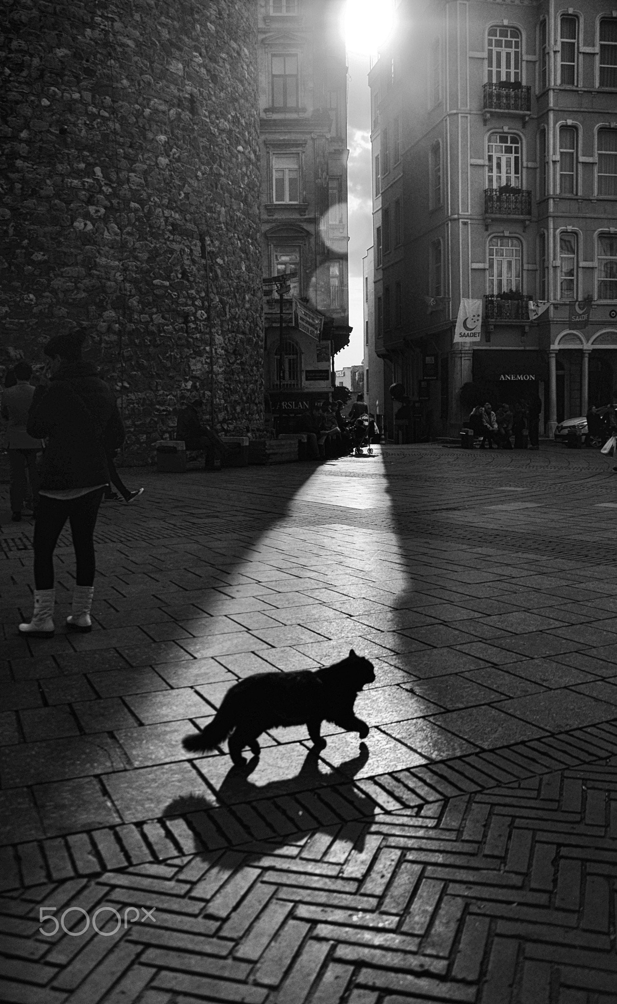 Black cat walks in a sunbeam on a cobblestone street HD Wallpaper