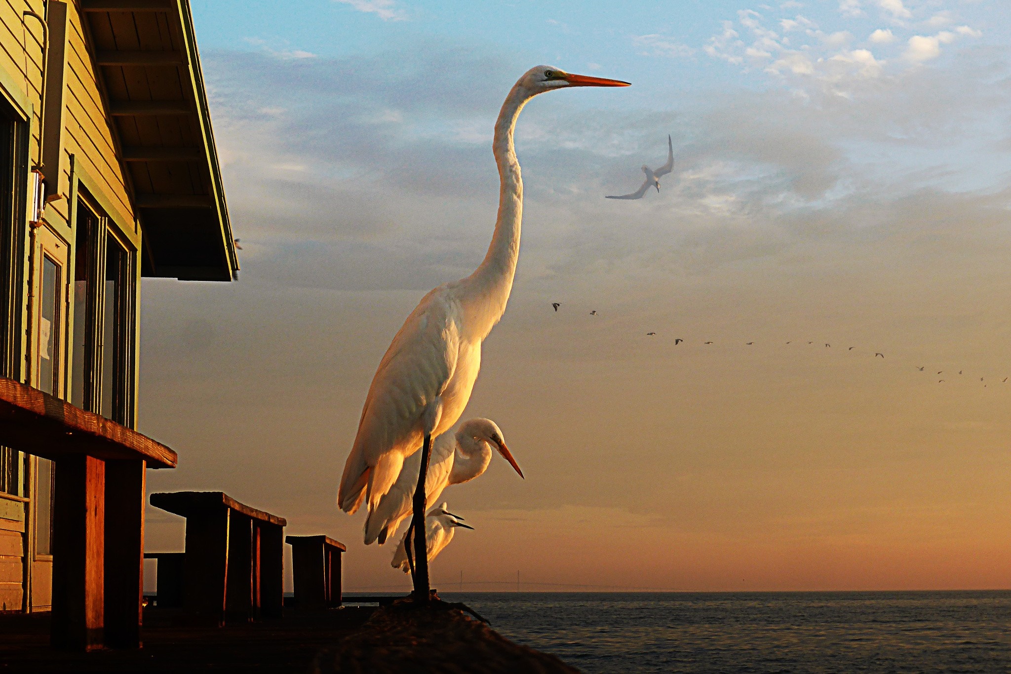 Great egrets at sunset by the ocean HD Wallpaper