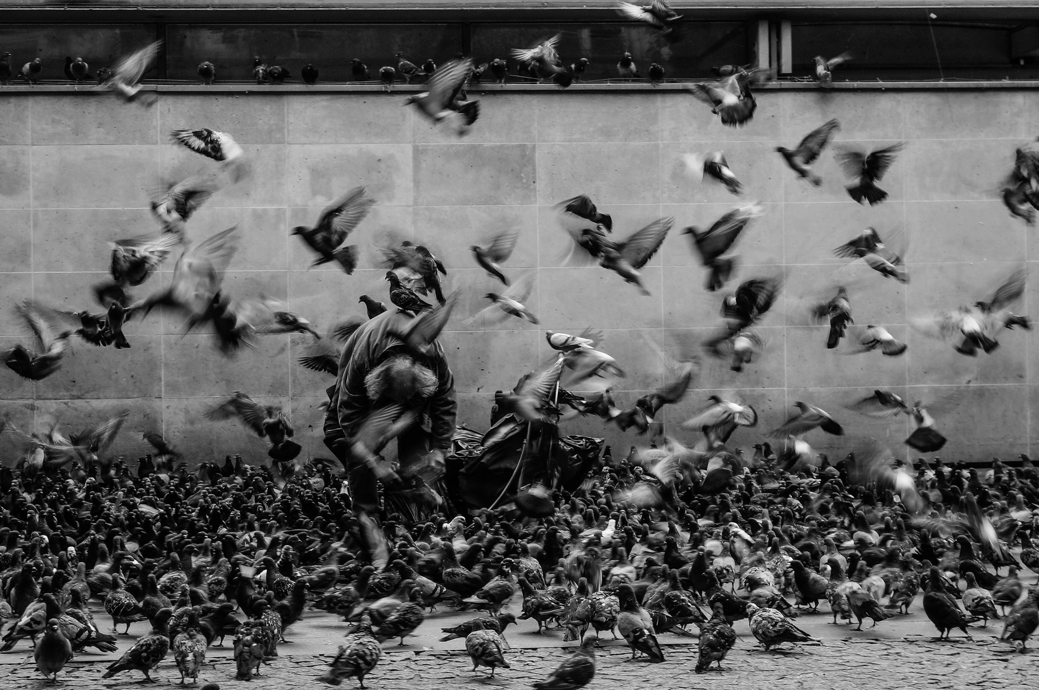 Man surrounded by a large flock of pigeons HD Wallpaper