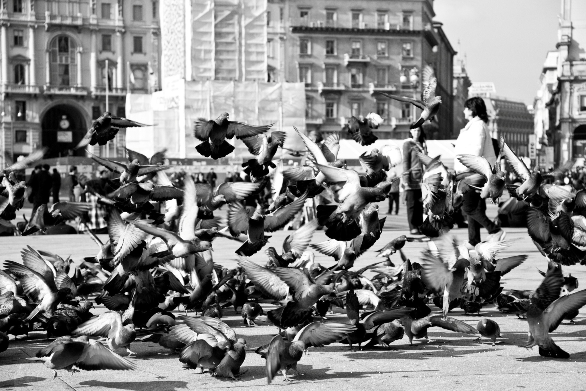A flock of pigeons takes flight in a city square with people in the background. HD Wallpaper