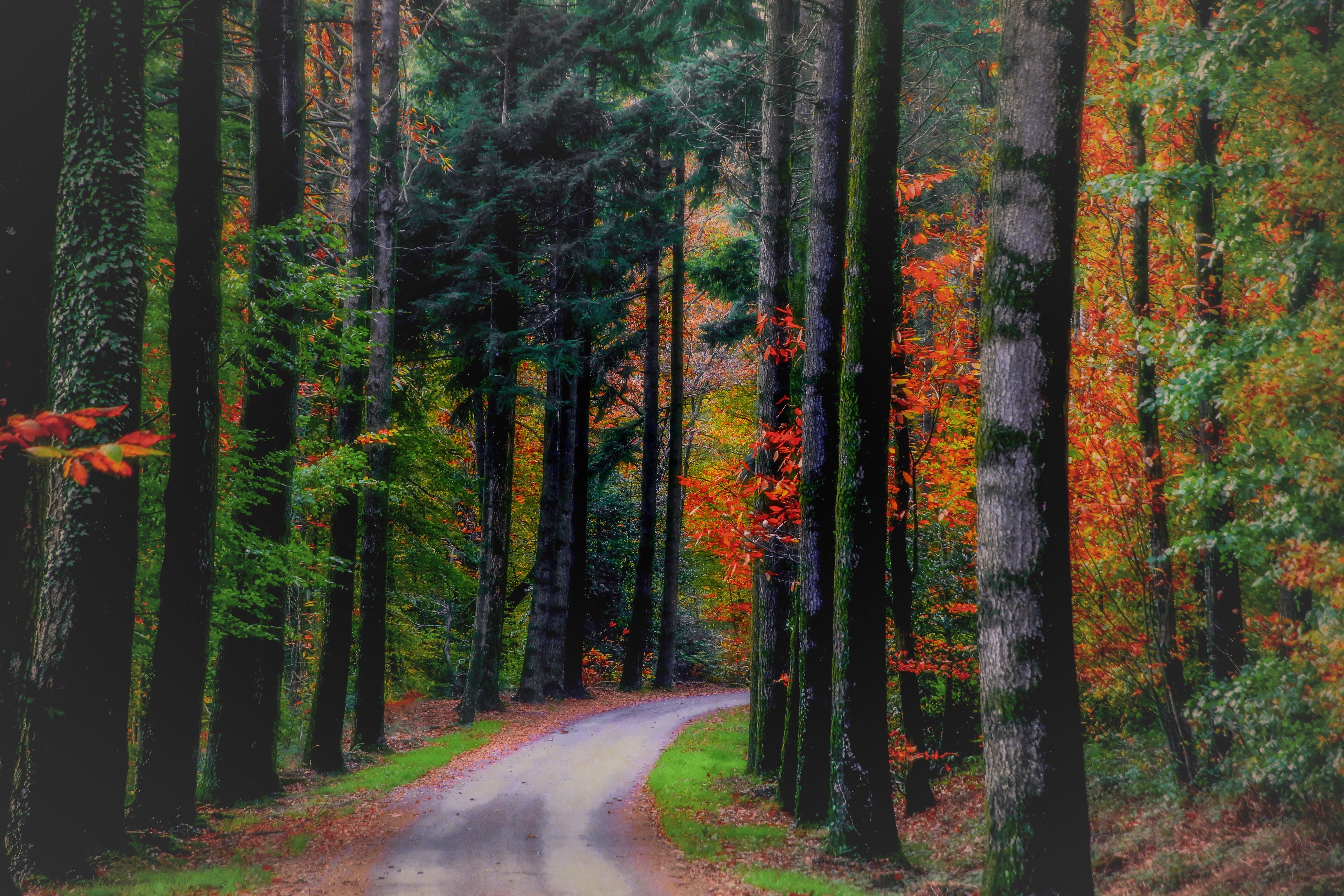 Serene Autumn Forest Pathway HD Wallpaper
