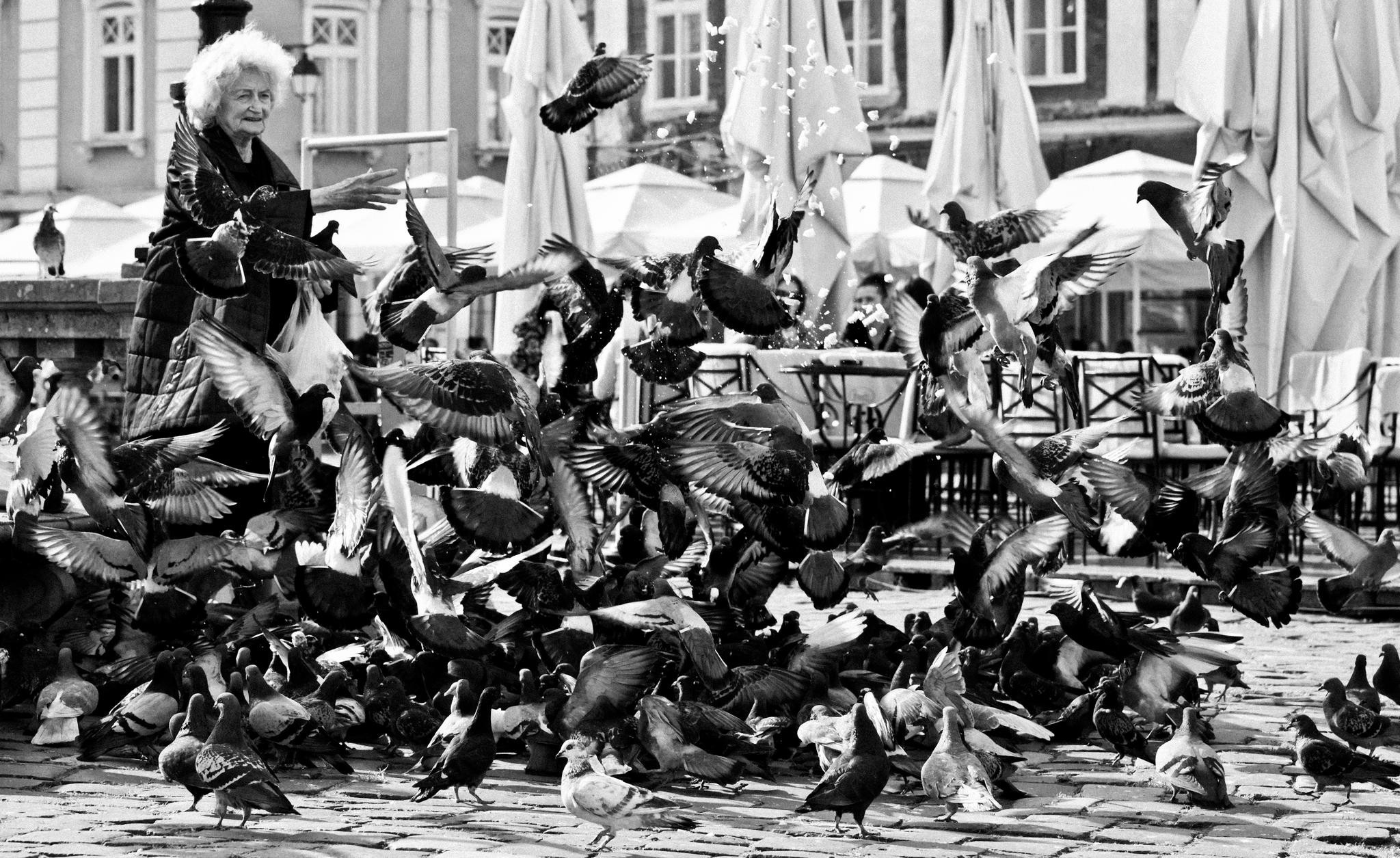 Elderly woman feeding pigeons in a plaza HD Wallpaper