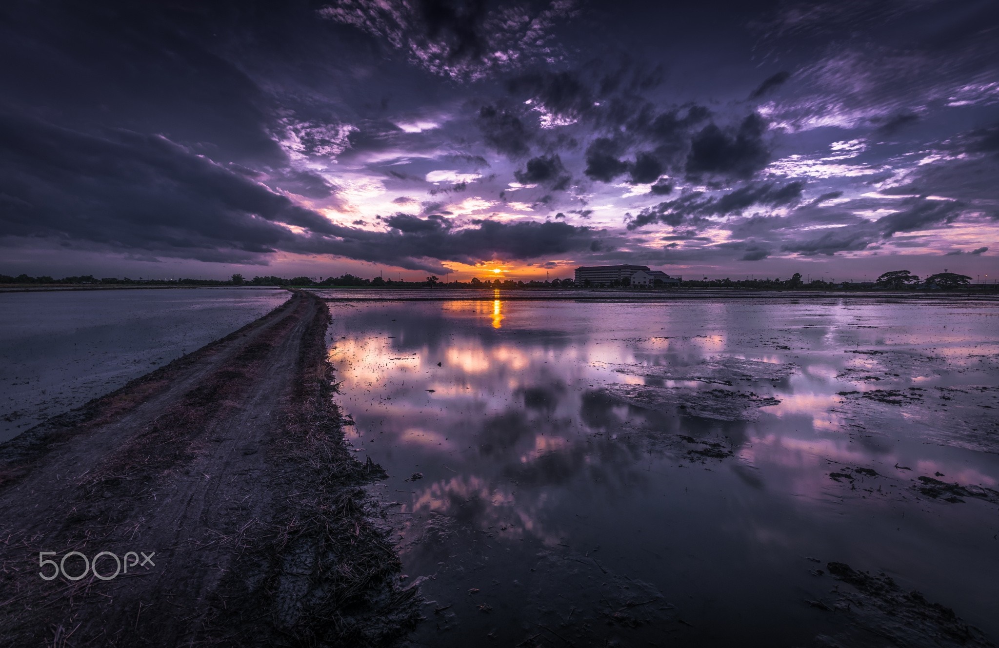 Sunset over flooded rice fields with a dirt path HD Wallpaper