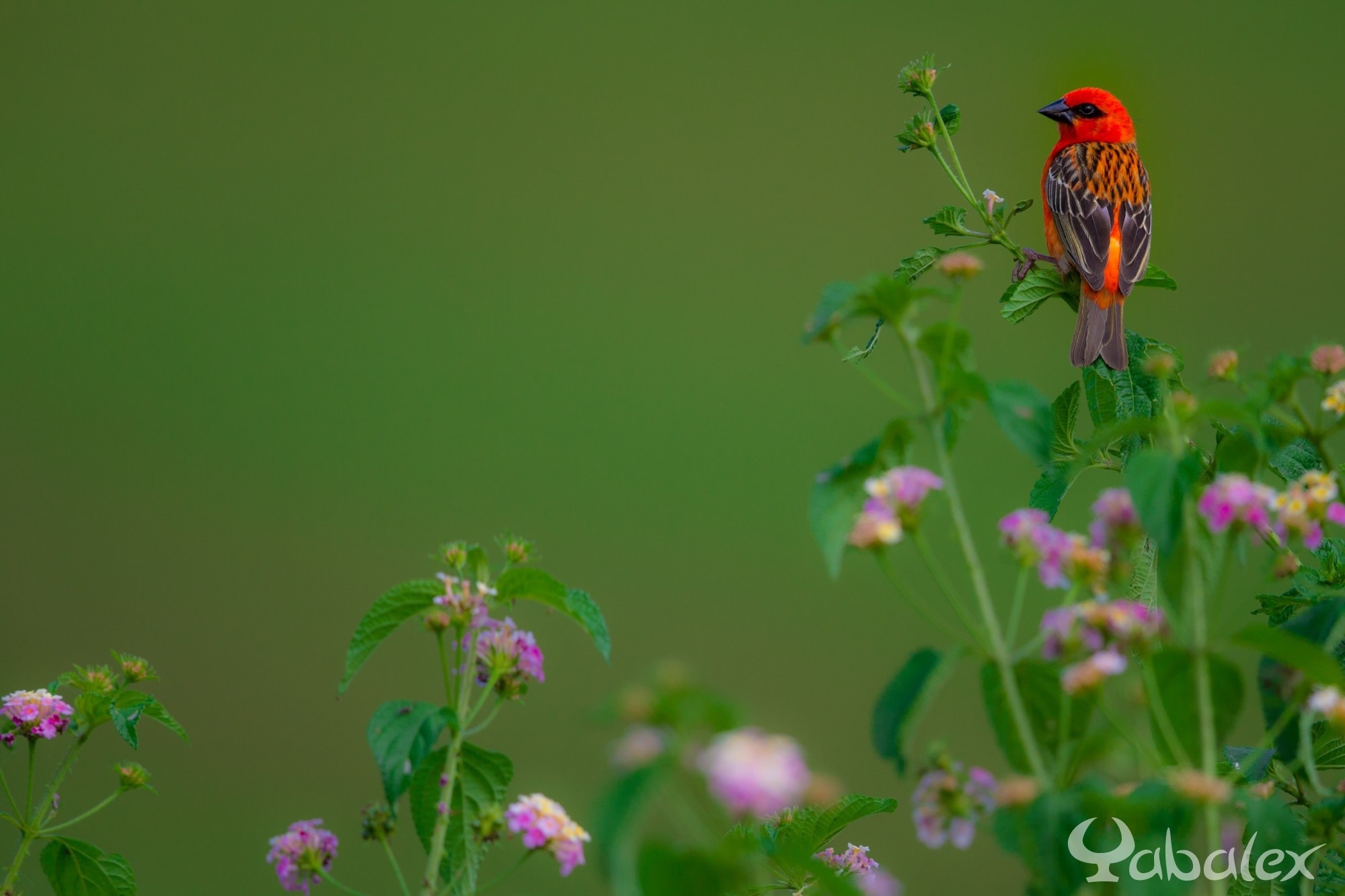 Red bird perched on a flowering plant HD Wallpaper