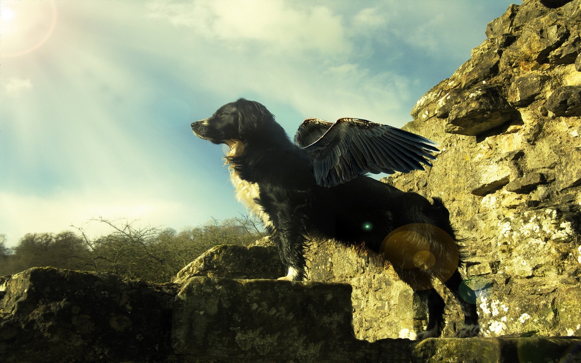 Black dog with wings on stone ruins HD Wallpaper