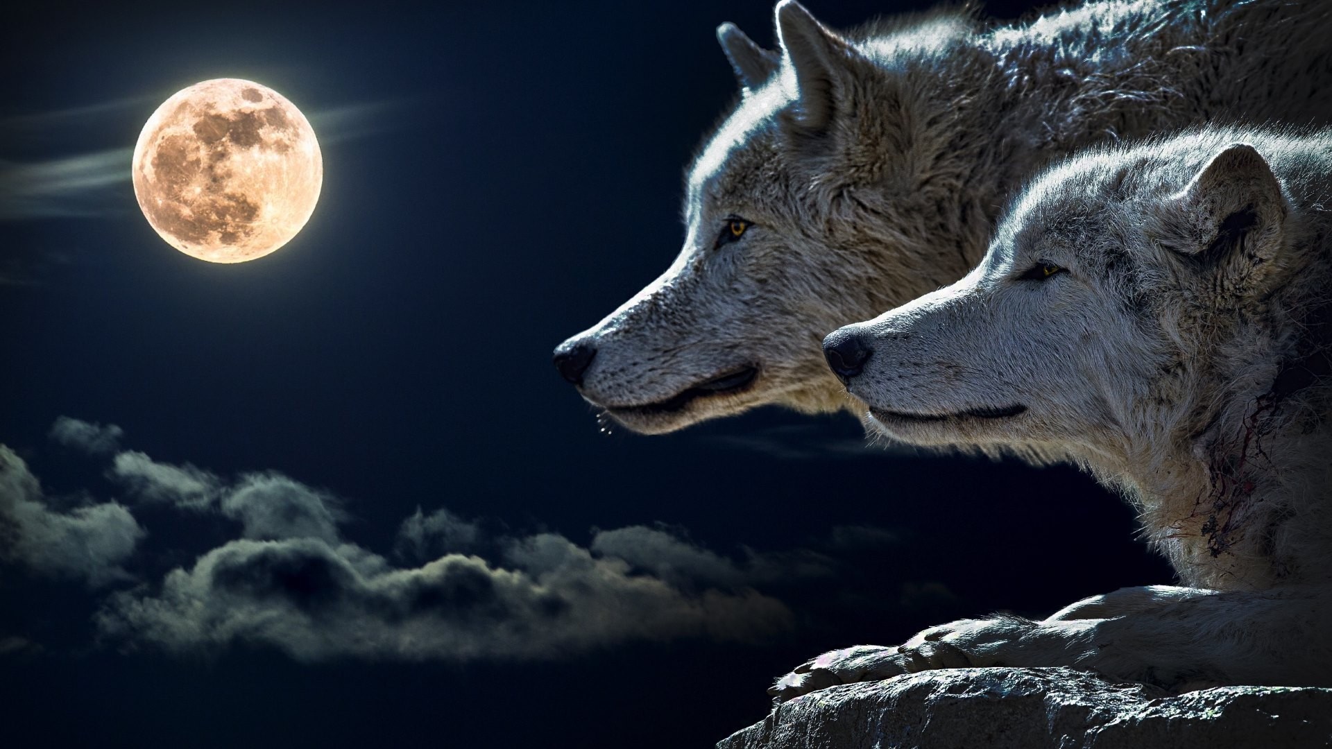 Two wolves under a full moon HD Wallpaper