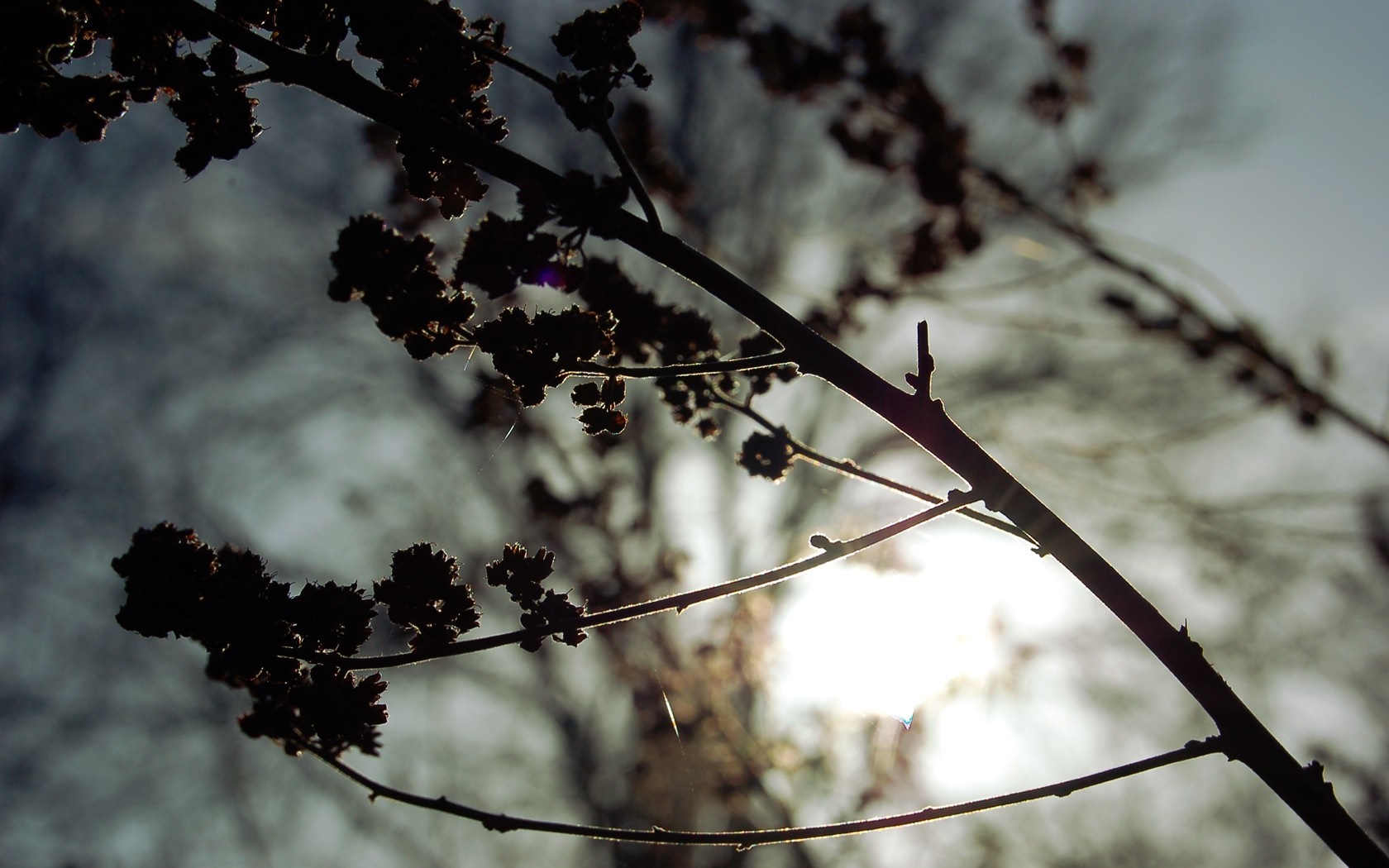 Silhouette of branches against the sun HD Wallpaper