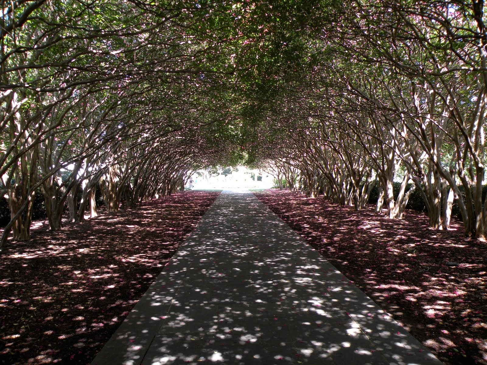 Tree tunnel with a path and fallen leaves HD Wallpaper