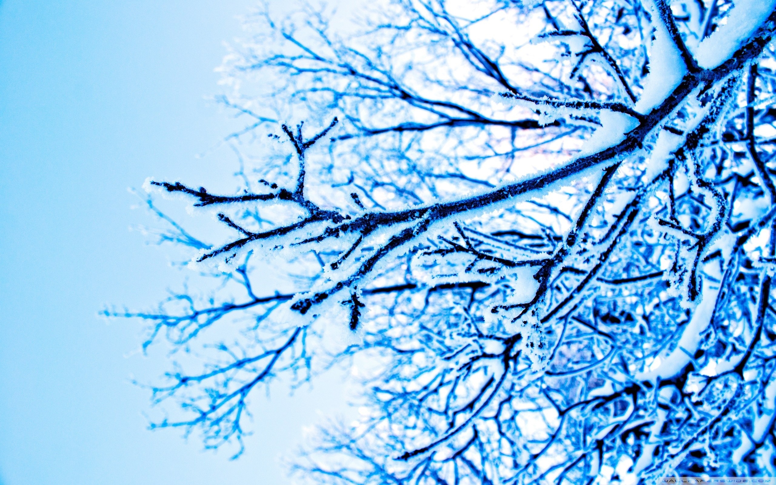Snow-covered tree branches against a bright blue sky HD Wallpaper