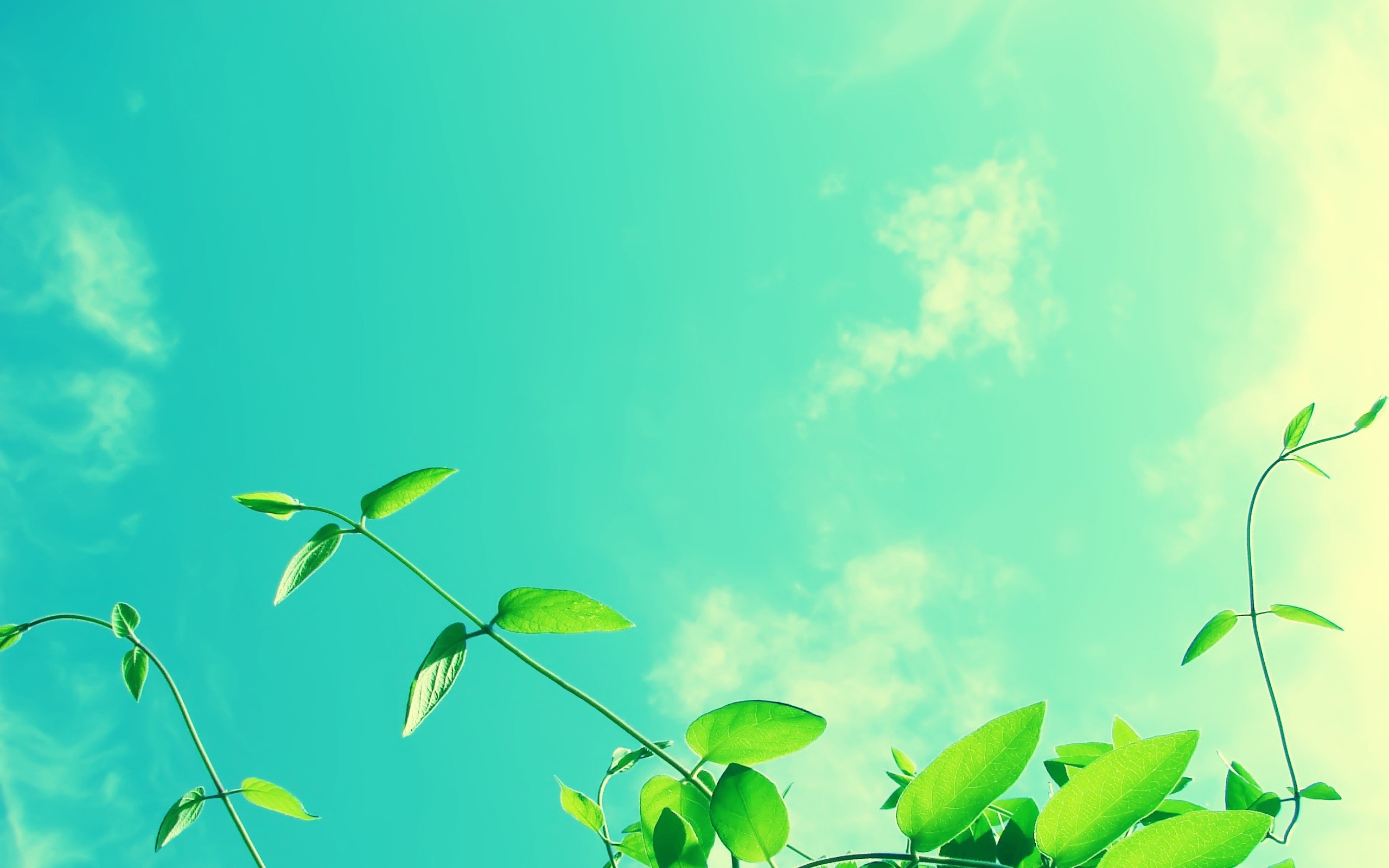 Green plants reaching towards the sky with clouds HD Wallpaper