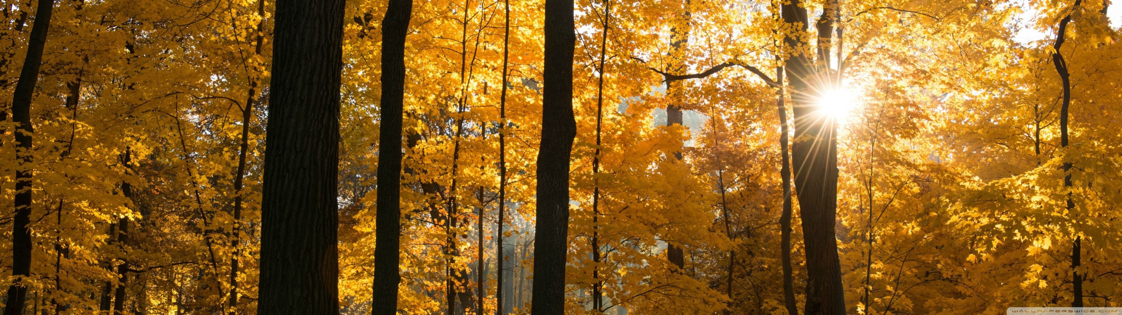 Sunlight filtering through autumn trees in a forest HD Wallpaper
