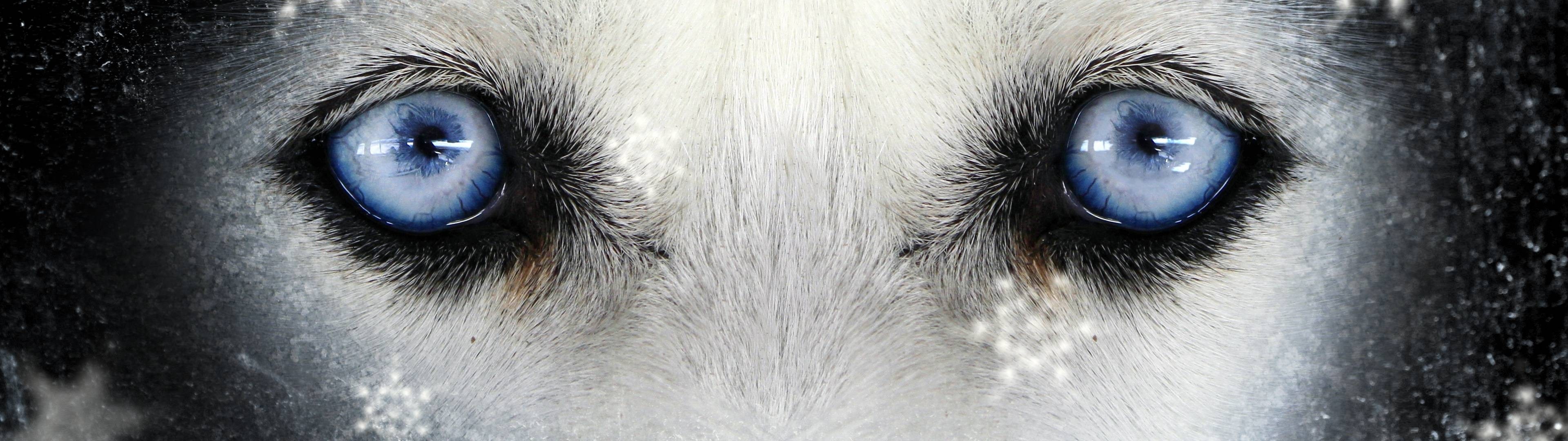 Close up of a husky's blue eyes with snowflakes HD Wallpaper