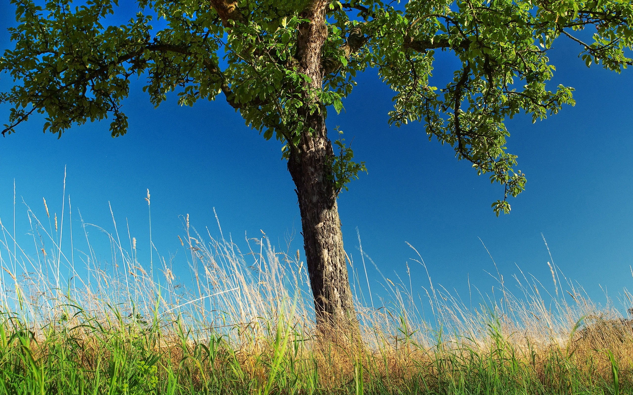 Tree in a grassy field under a blue sky HD Wallpaper