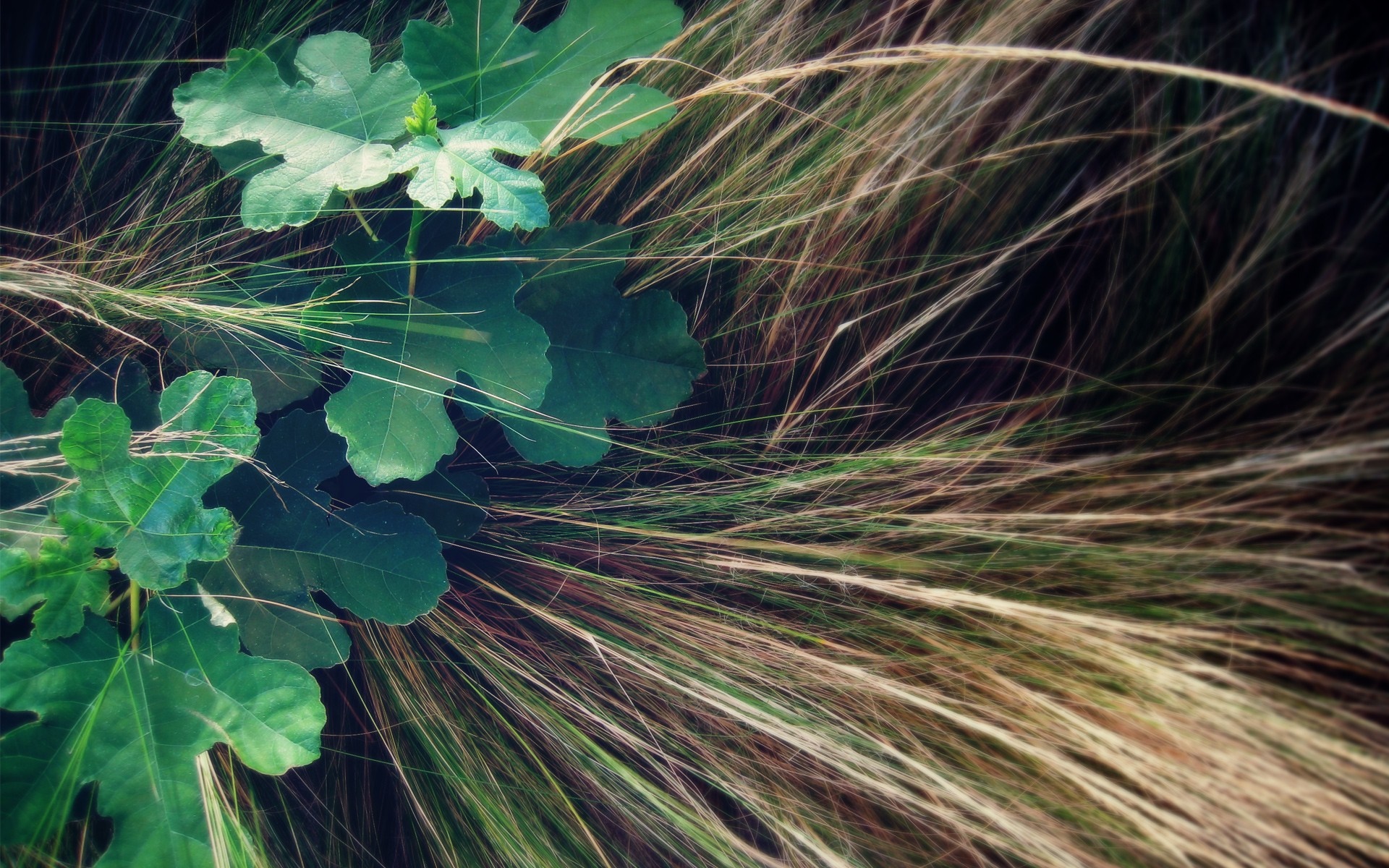 Green leaves and tall grass with sunlight HD Wallpaper