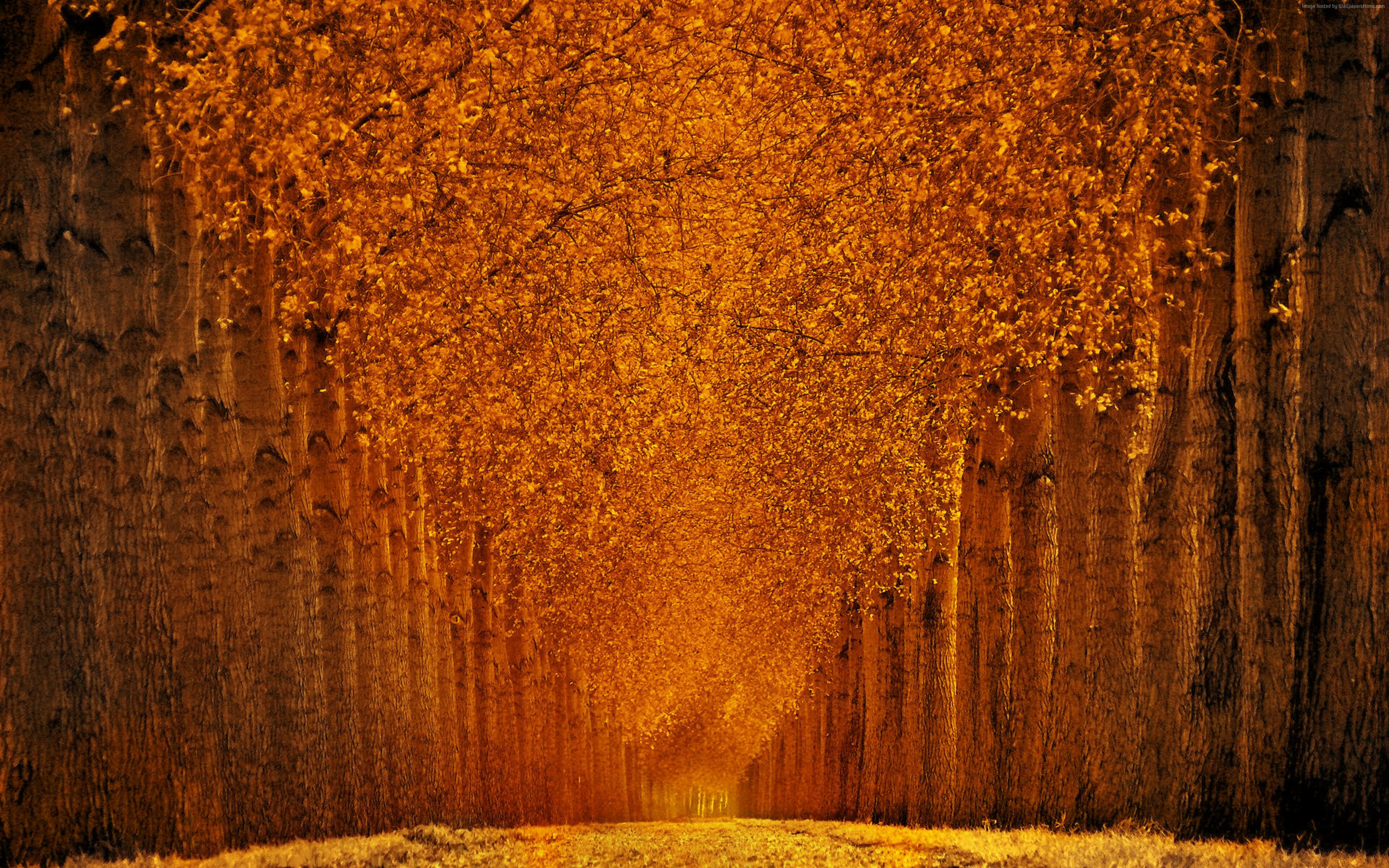 Autumn trees in a park, 4k HD Wallpaper