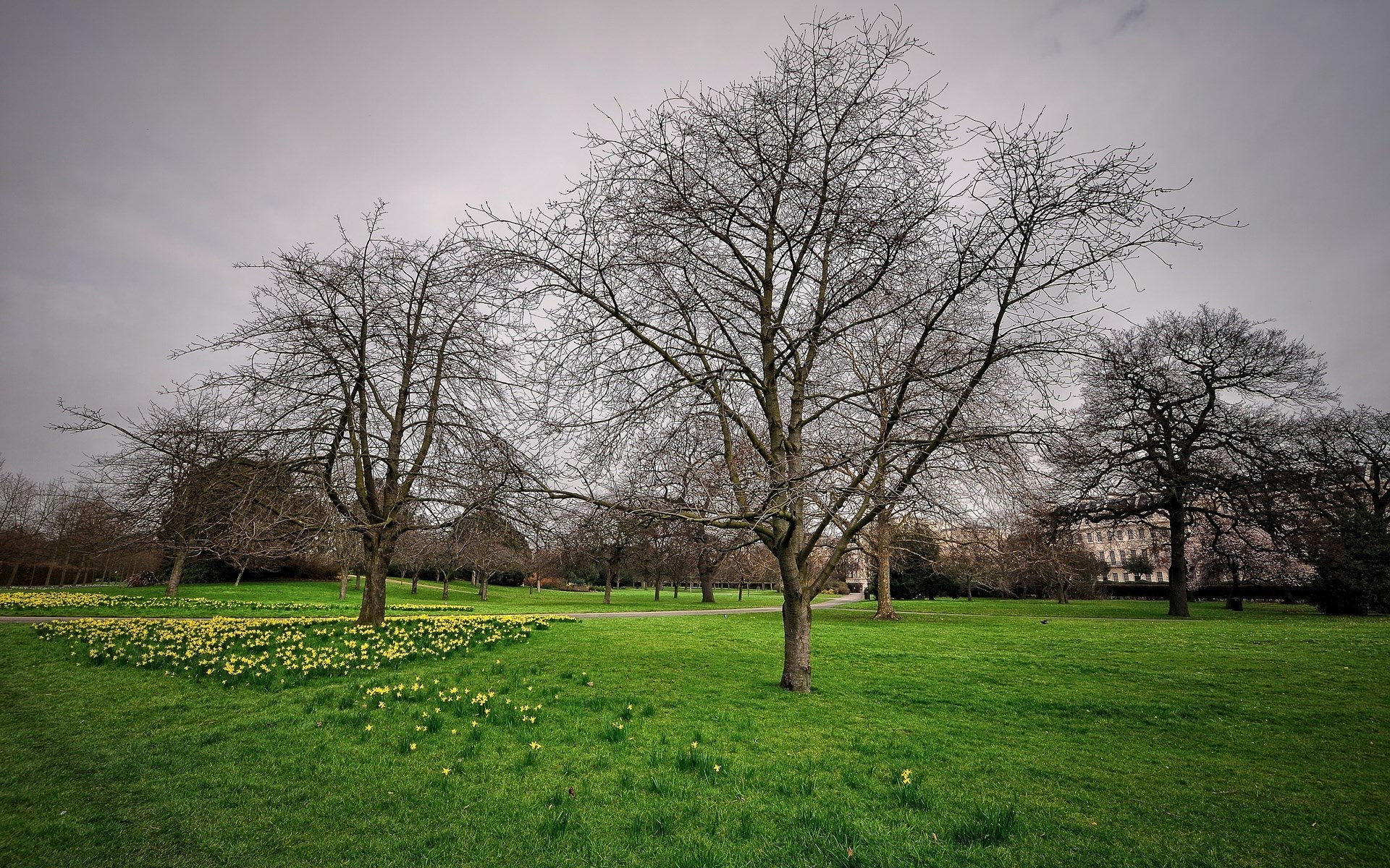 Bare trees and daffodils in a park HD Wallpaper