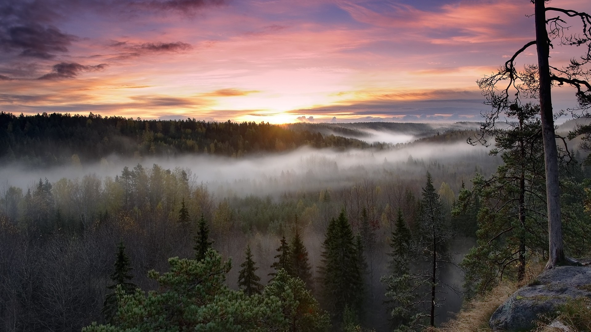 Misty forest landscape at sunrise with colorful sky HD Wallpaper