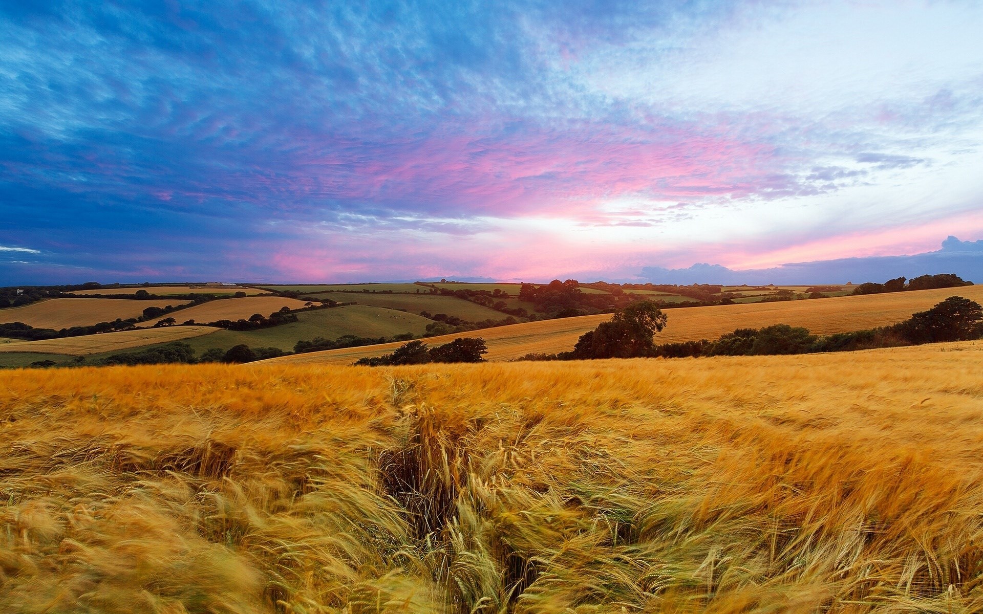 Golden wheat field under a colorful sunset sky HD Wallpaper