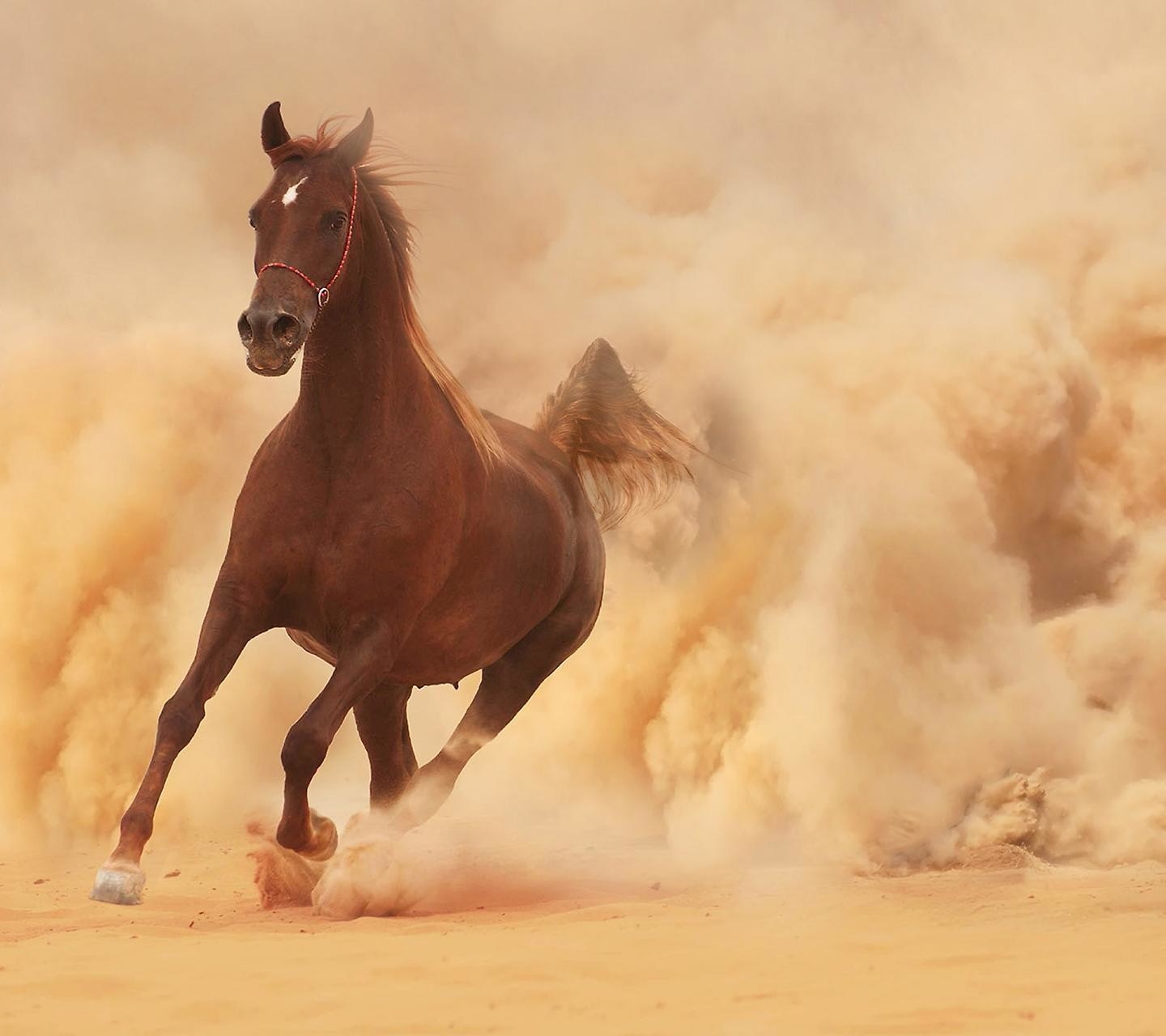 Brown horse running through dust HD Wallpaper
