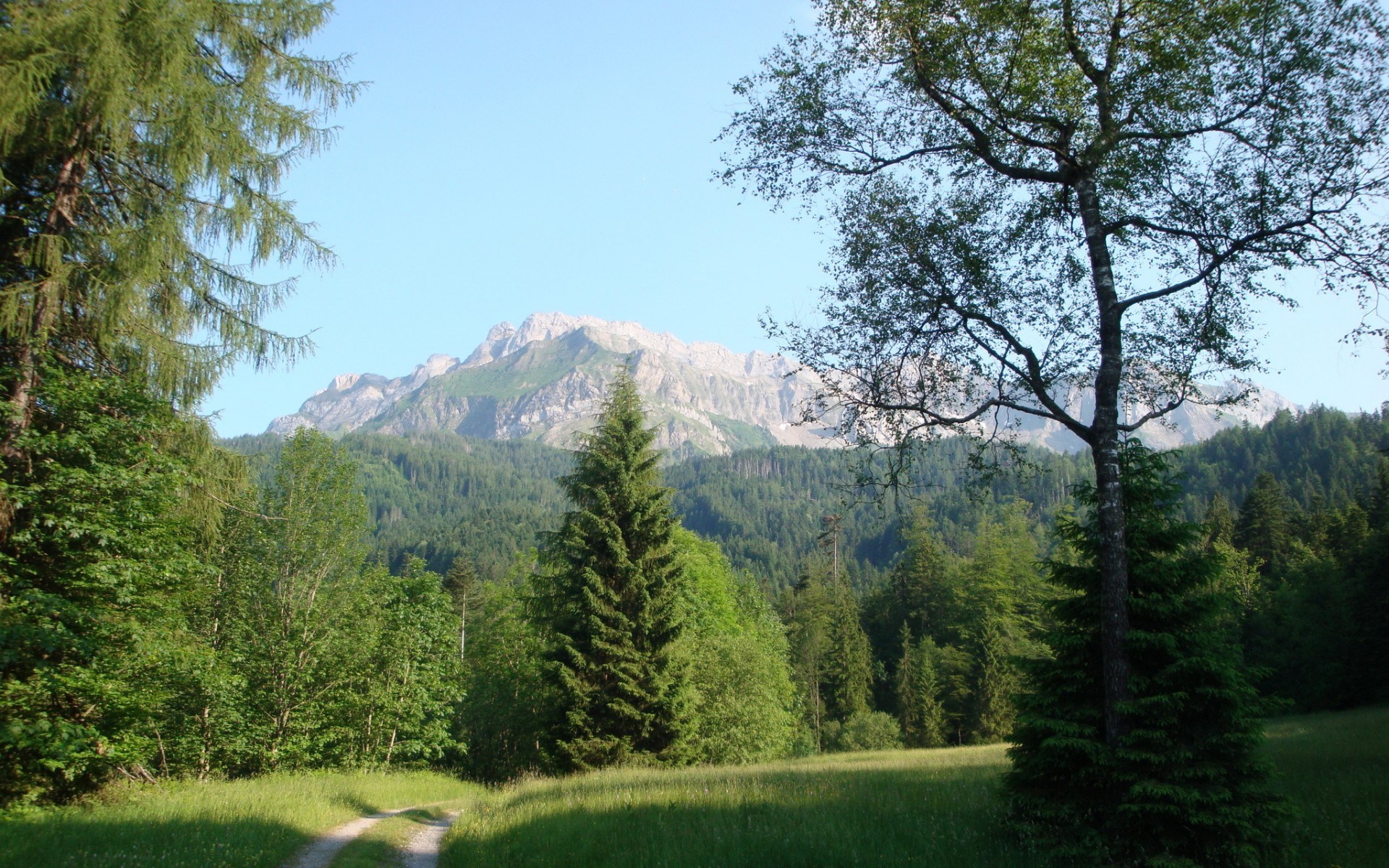 Mountain range behind a forest and meadow HD Wallpaper