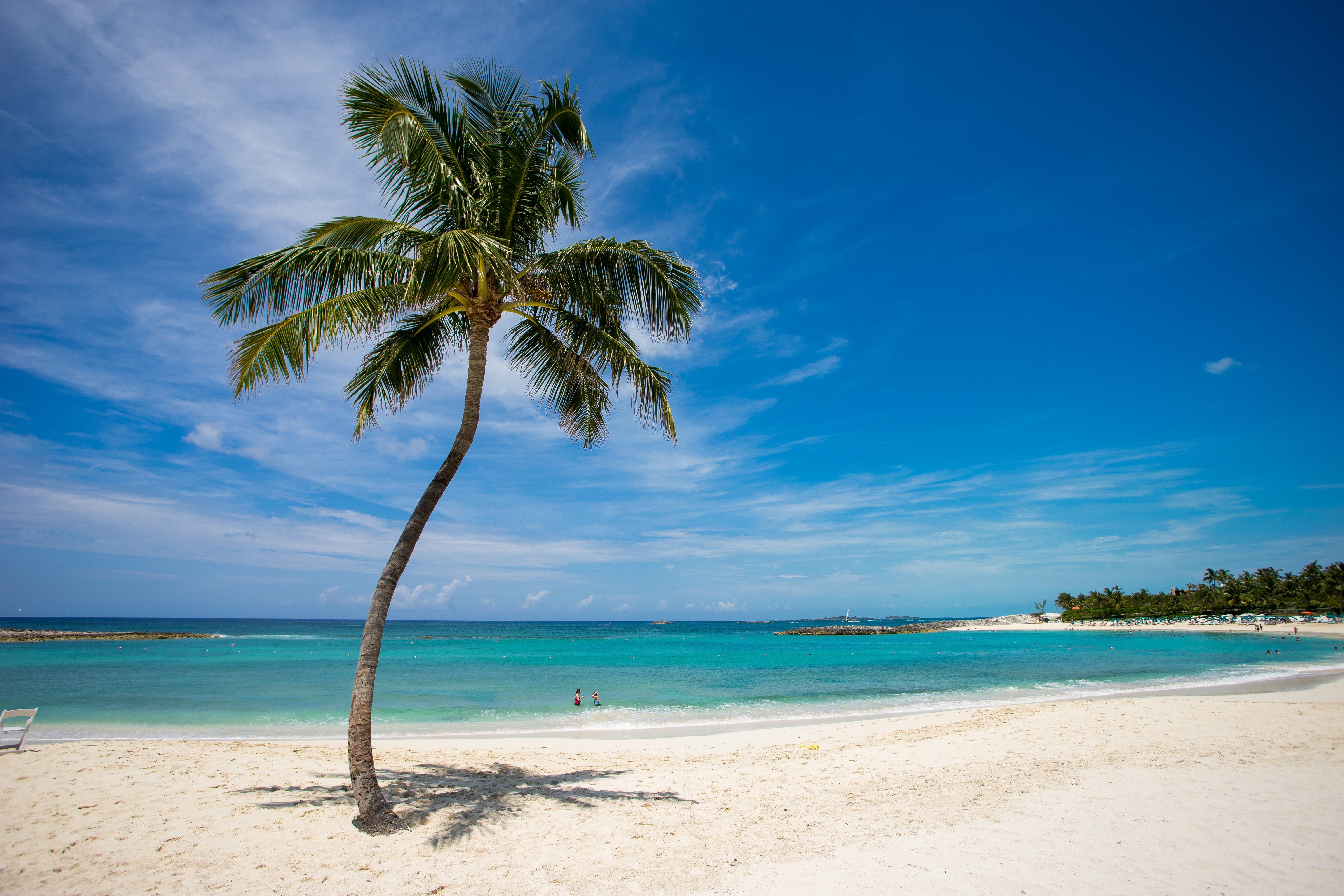 Palm tree on a tropical beach with turquoise water HD Wallpaper