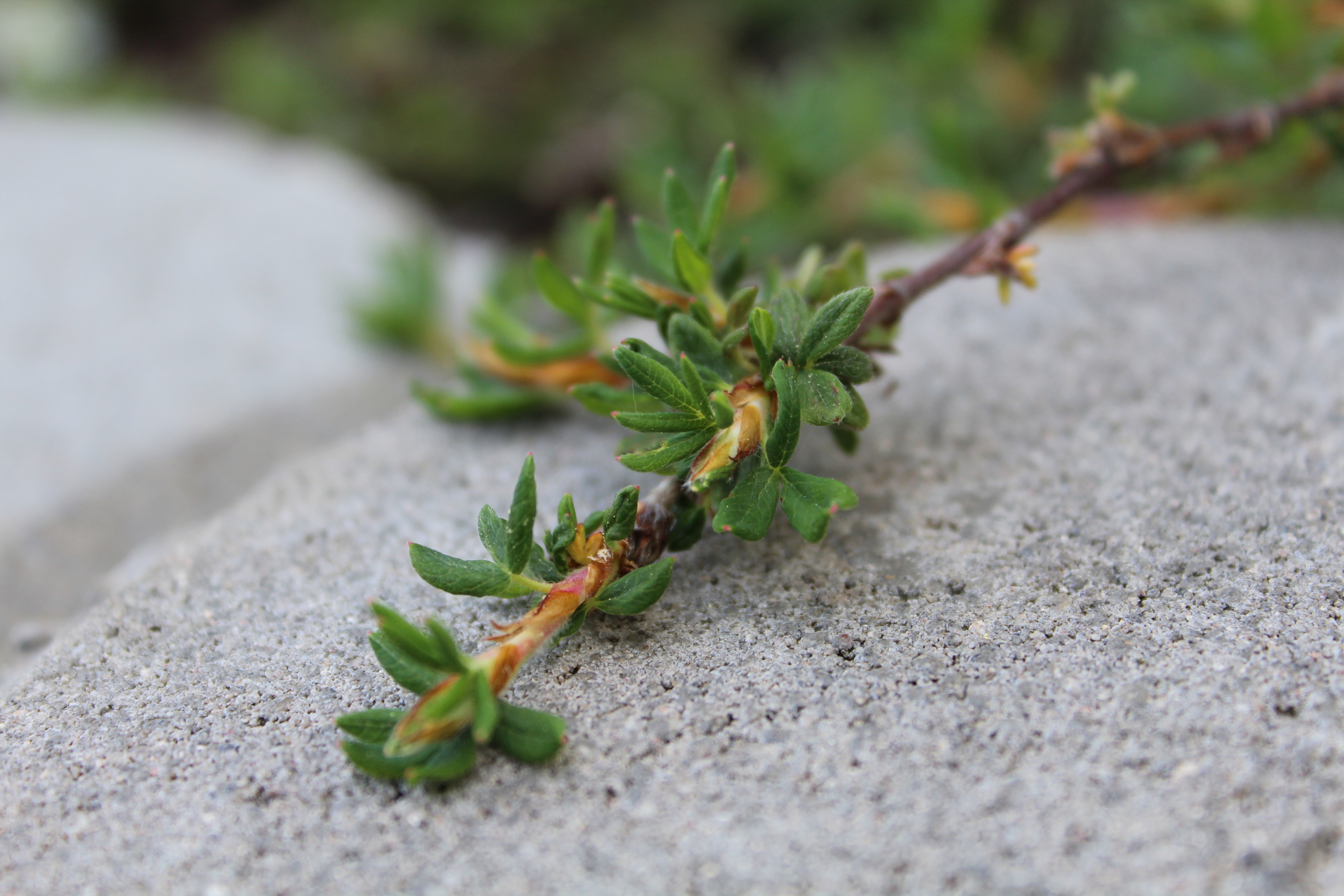 Green plant branch on a textured stone surface HD Wallpaper