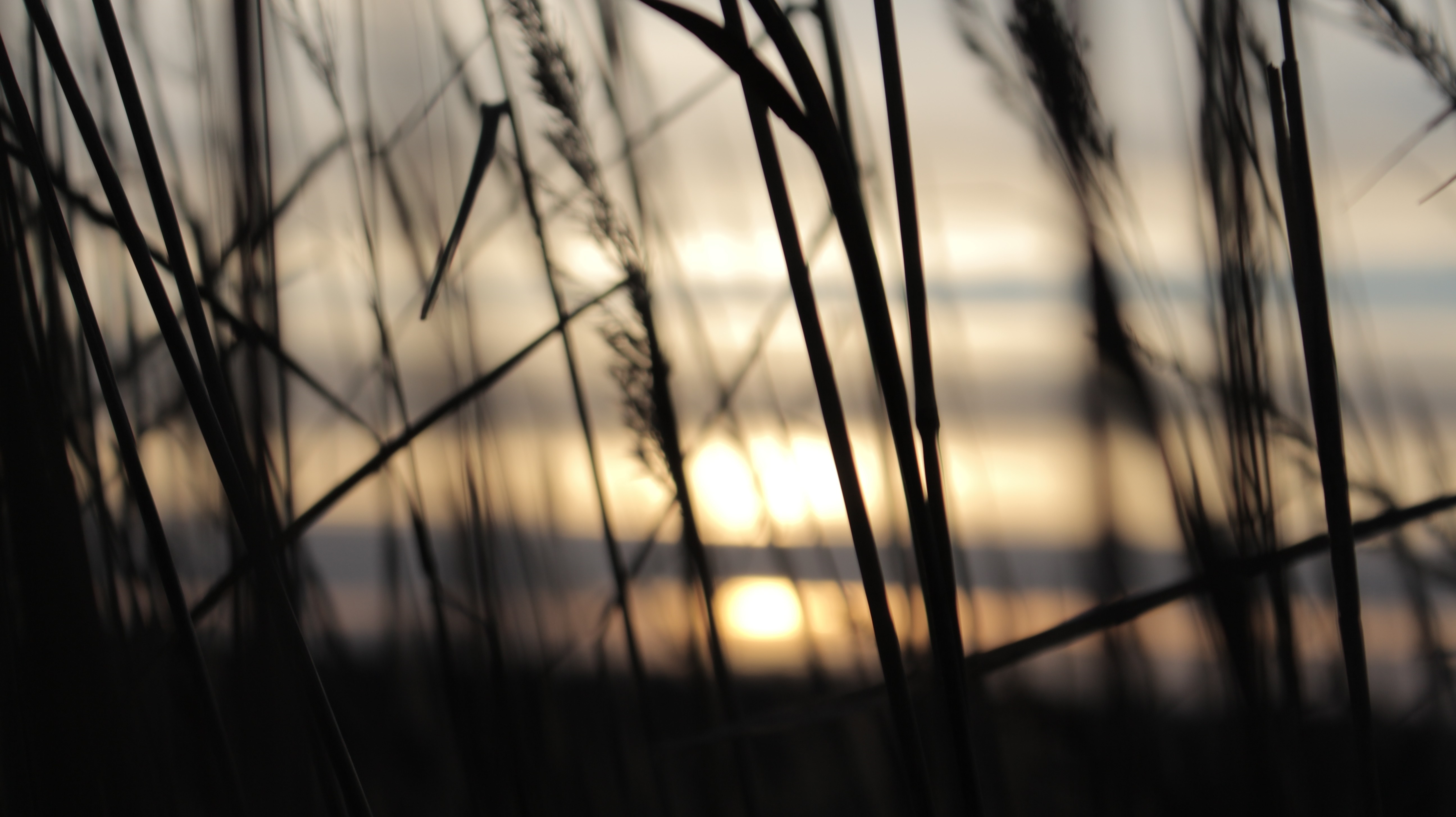 Silhouette of grass against a sunset over water HD Wallpaper