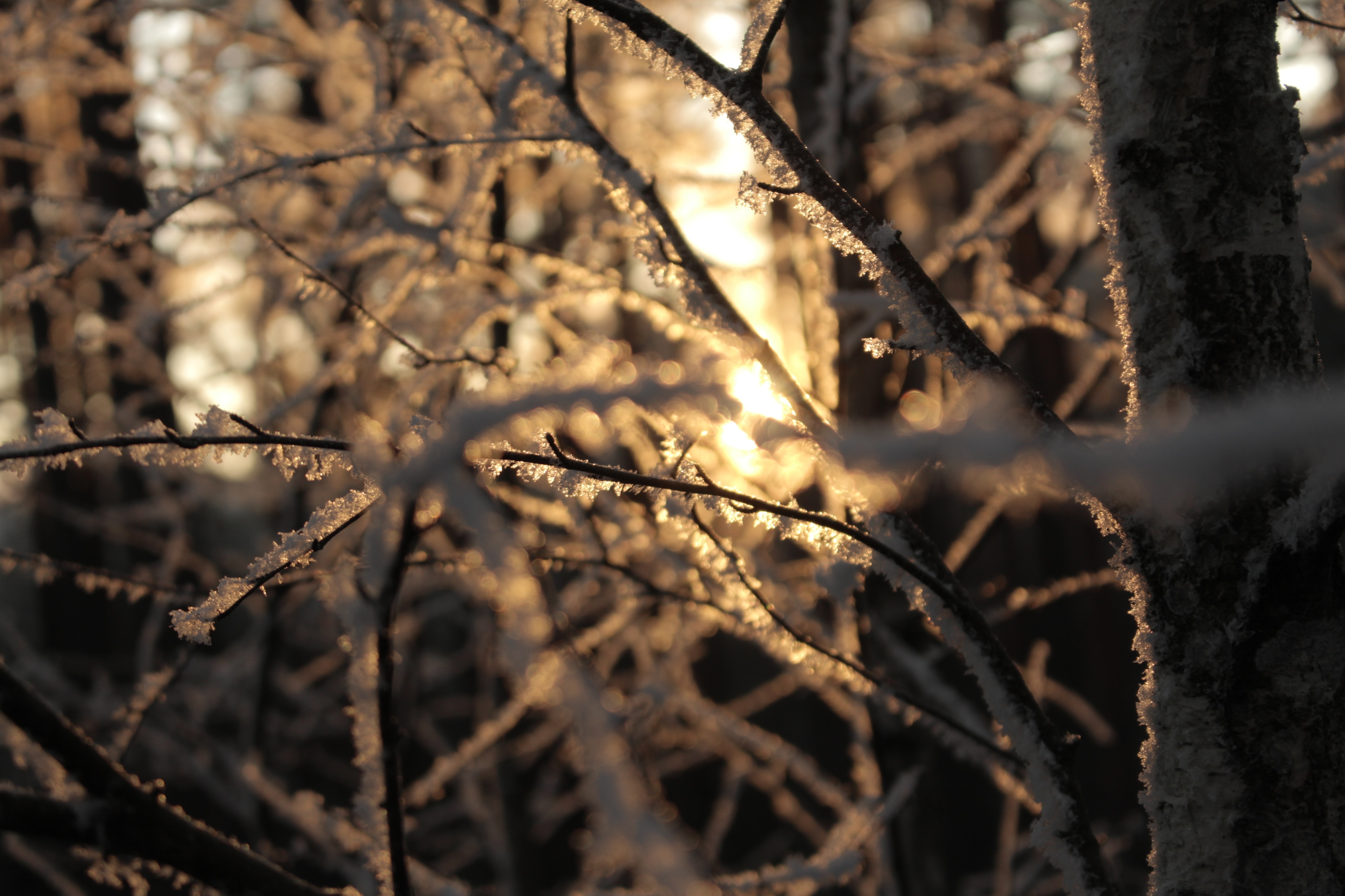 Sunlight filtering through frosted branches in a winter forest HD Wallpaper