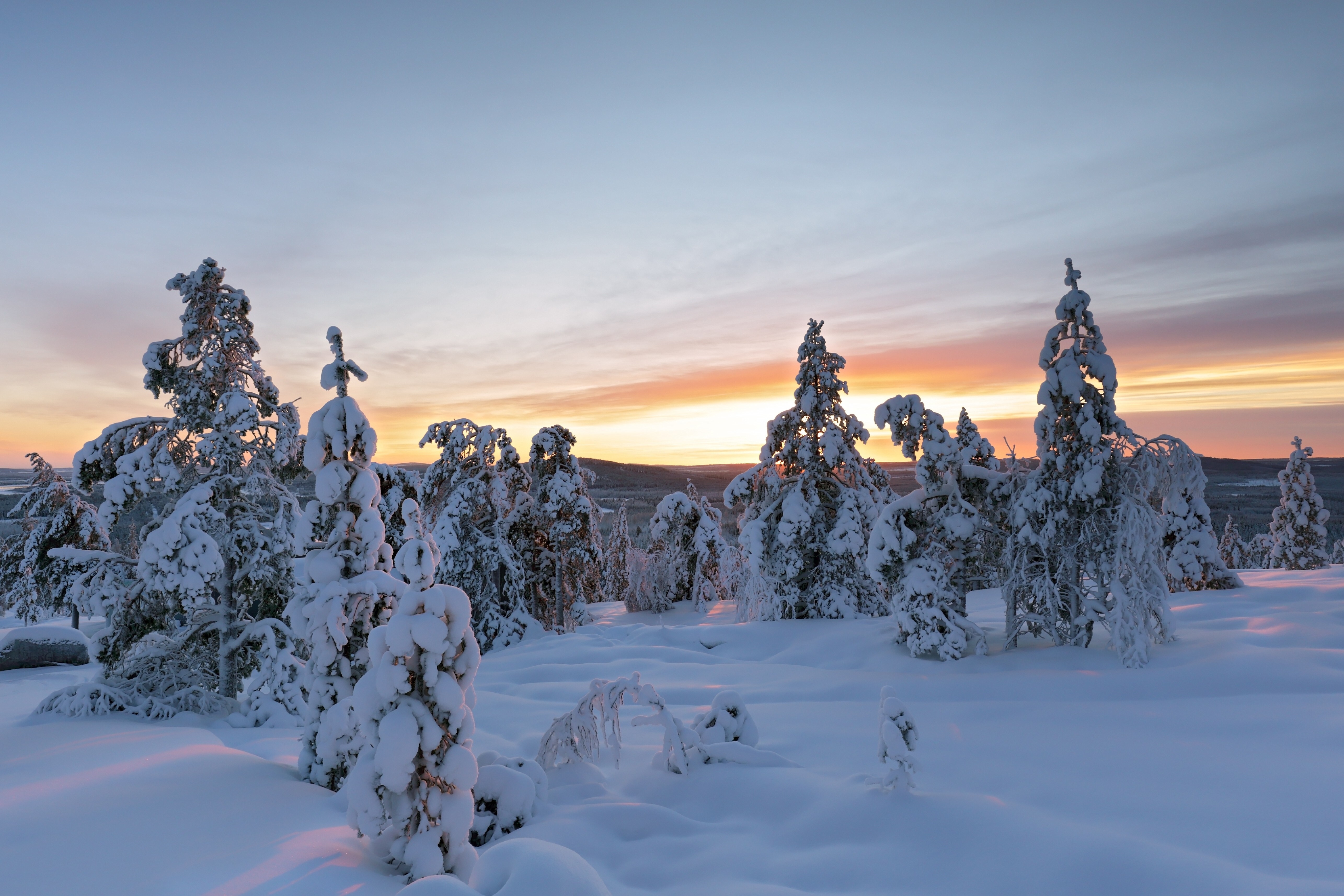 Snow-covered pine trees at sunset in a mountainous landscape HD Wallpaper