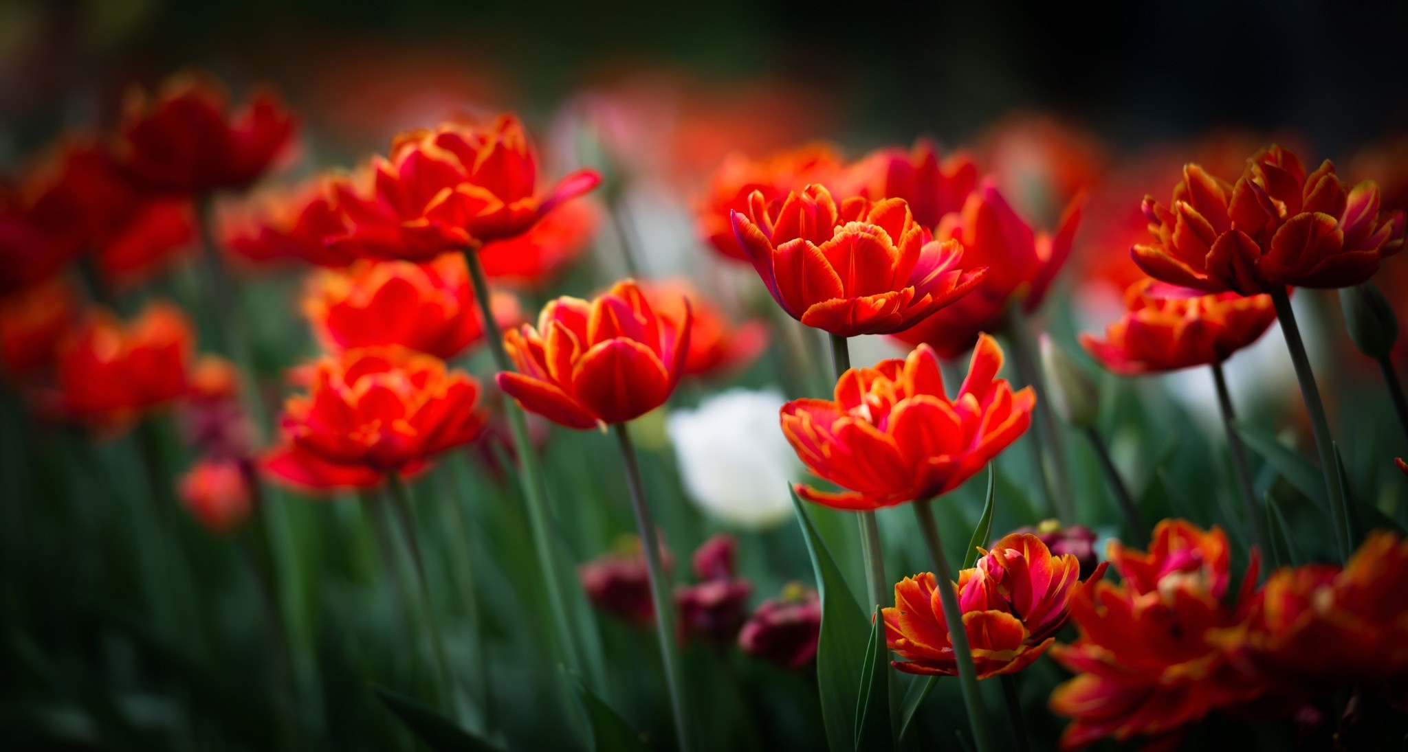 Close-up of vibrant red tulips with yellow edges HD Wallpaper