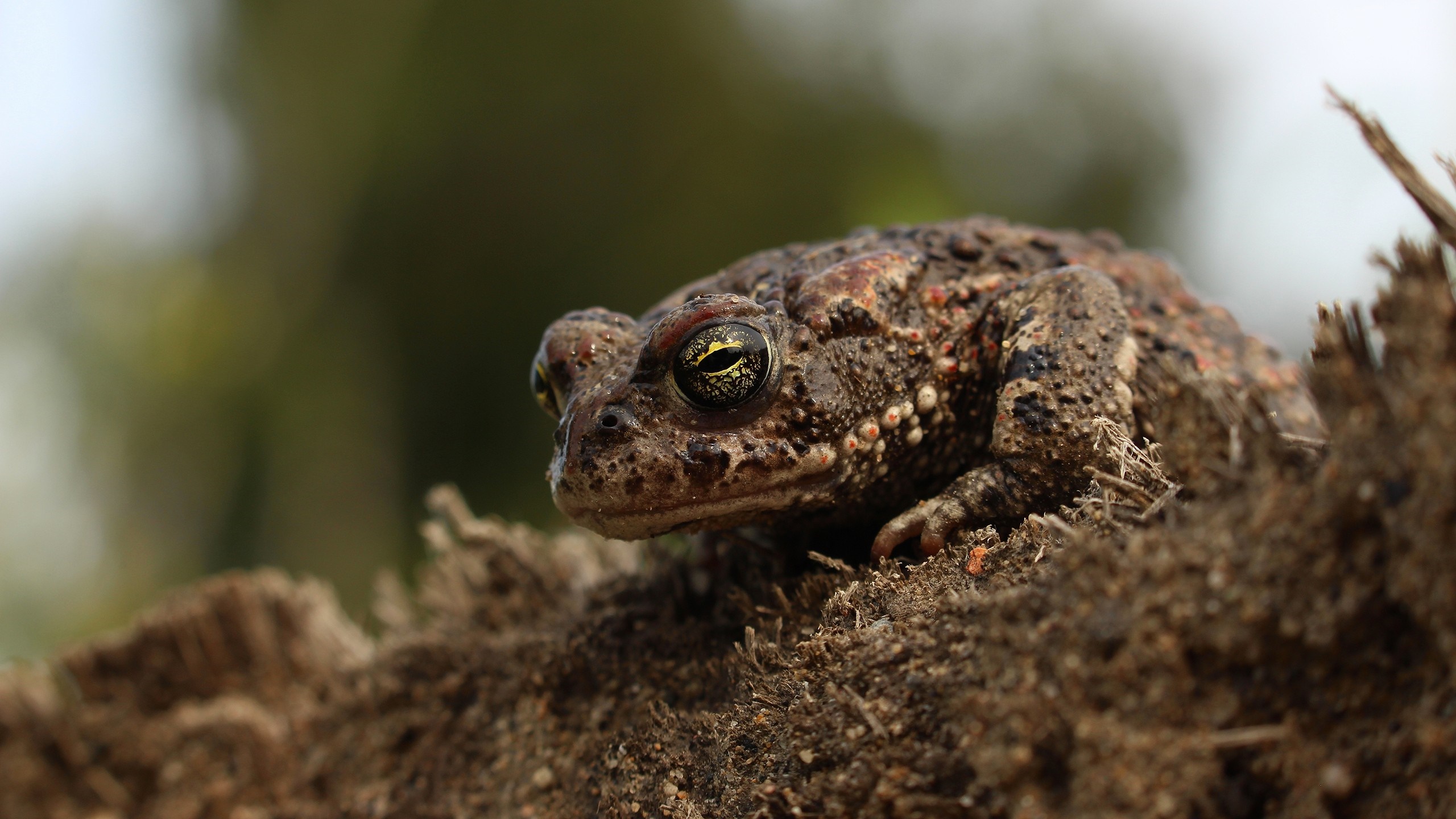 Close-up of a toad on dirt and wood HD Wallpaper
