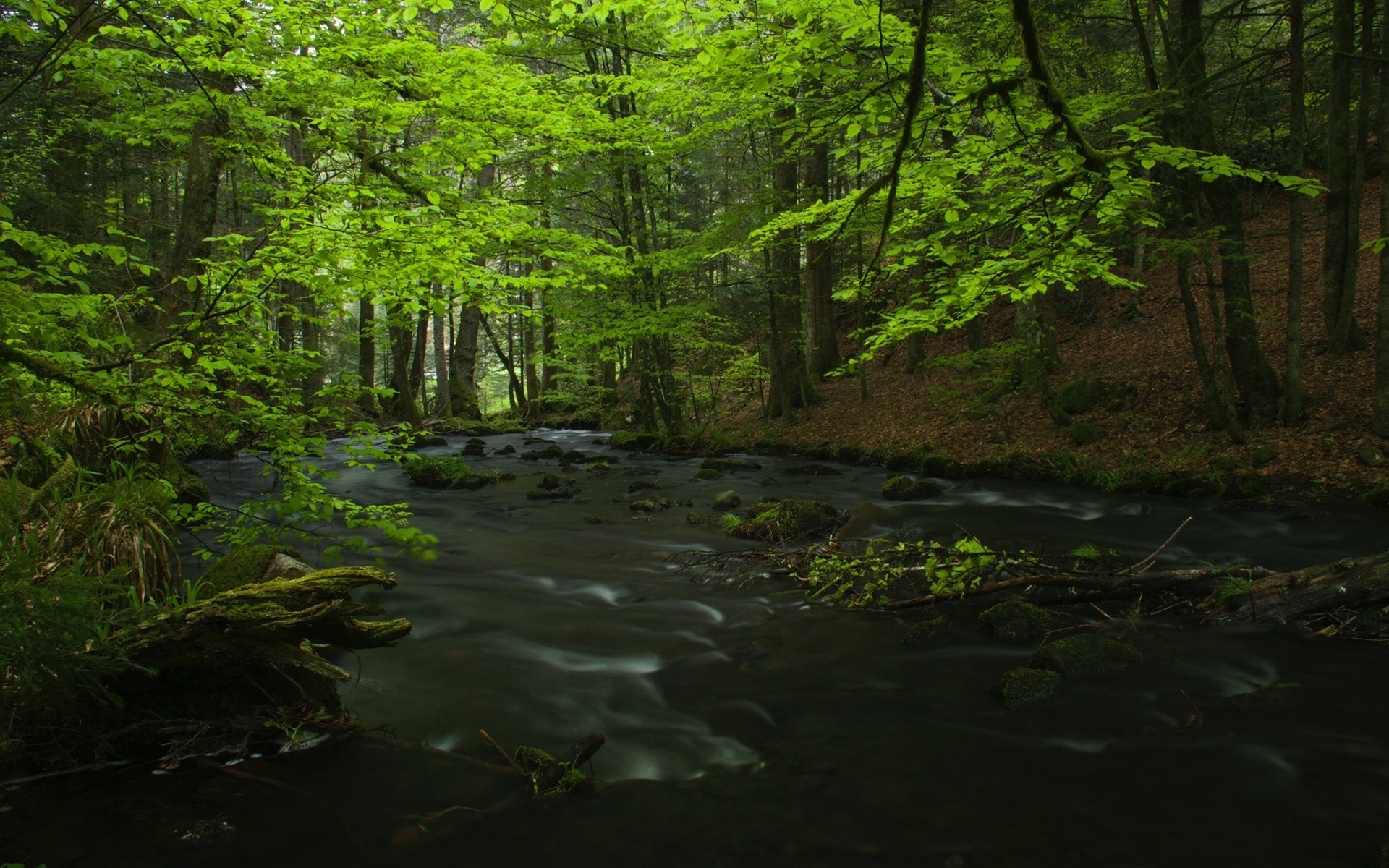 A river flows through a green forest with sunlight. HD Wallpaper