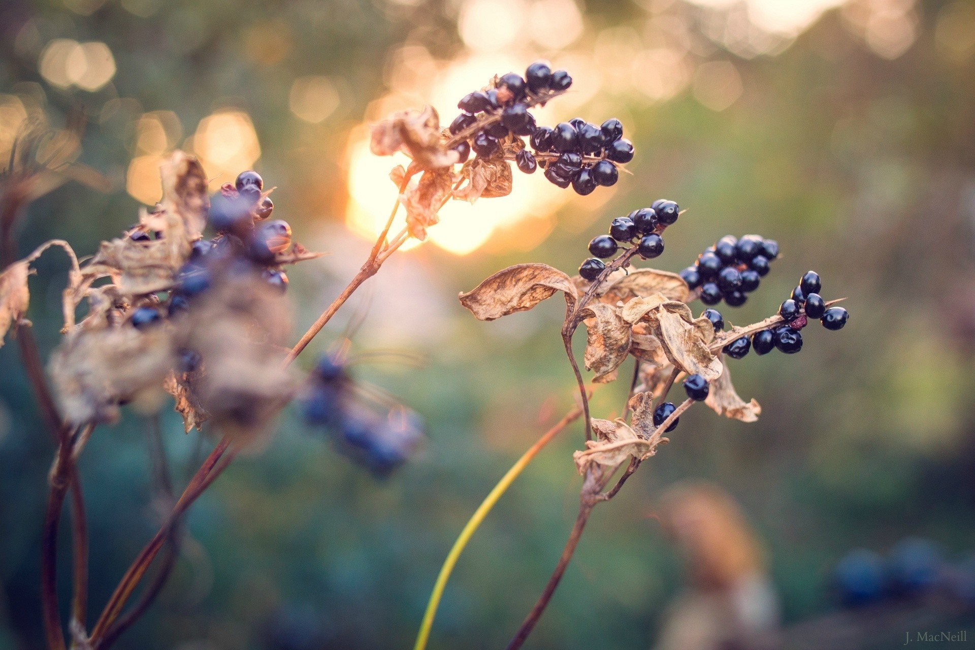 Close-up of dark berries on dry branches with sunset bokeh HD Wallpaper