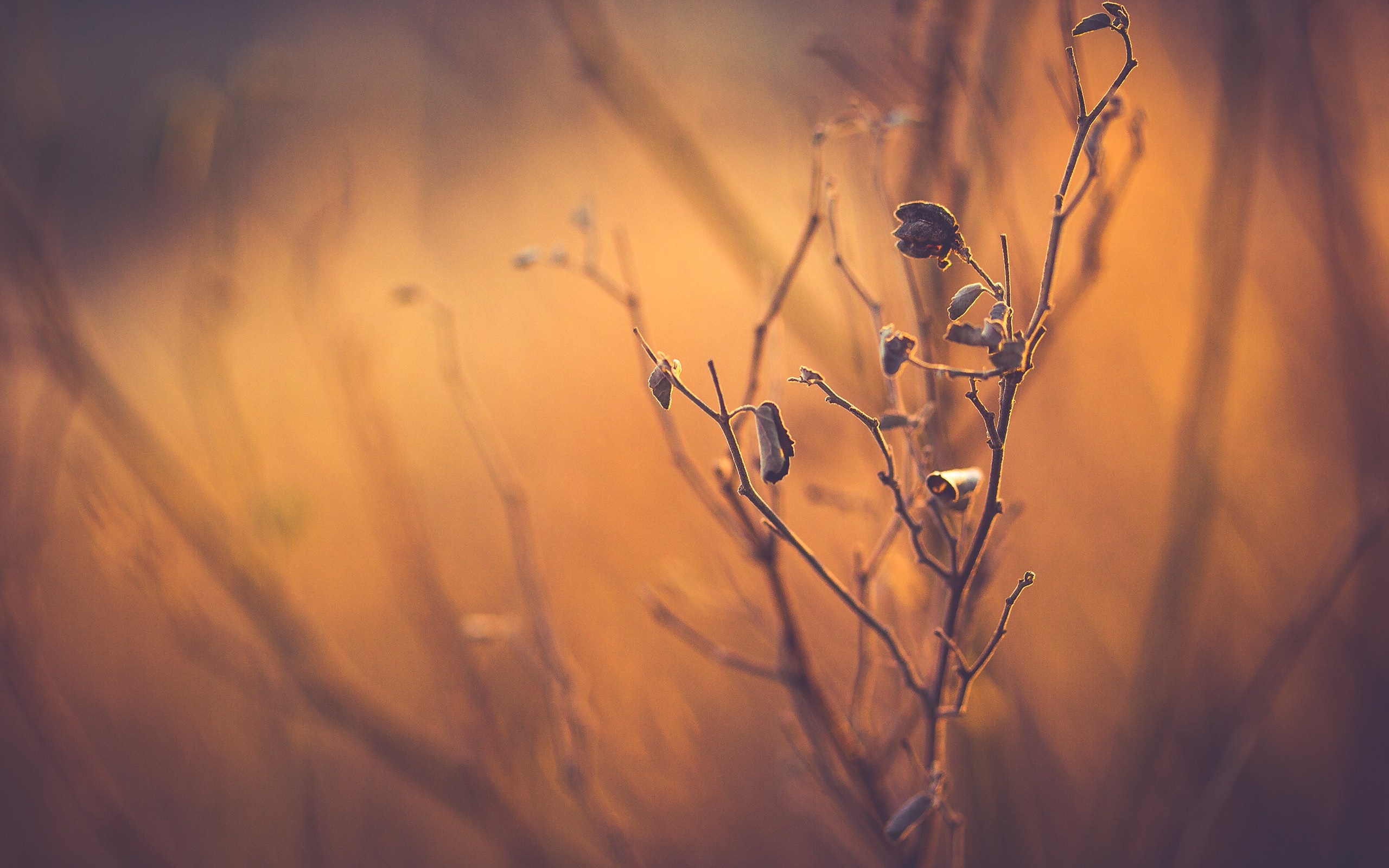 Close-up of a dry plant branch at sunset HD Wallpaper