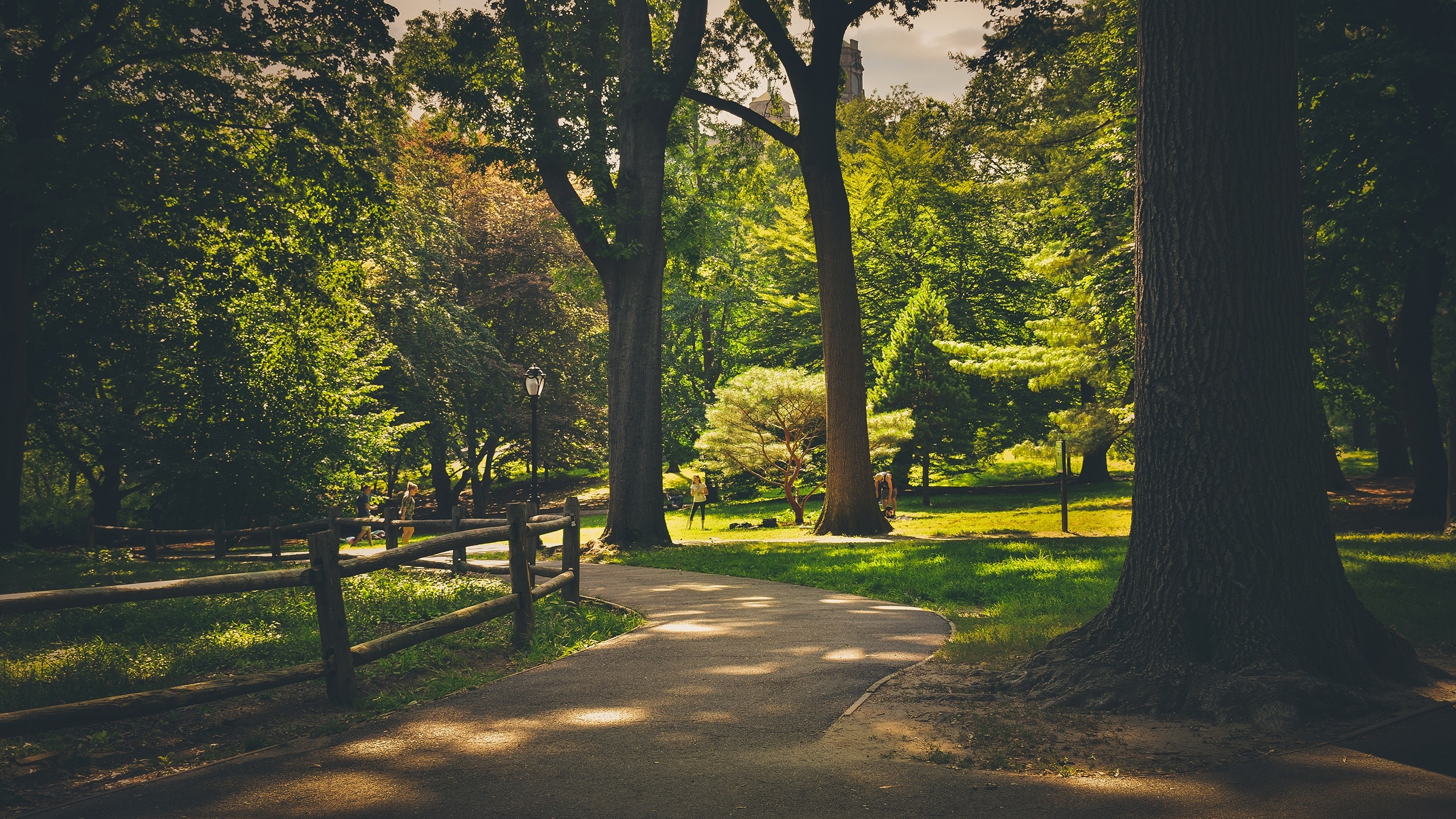 Park pathway with trees and sunlight HD Wallpaper