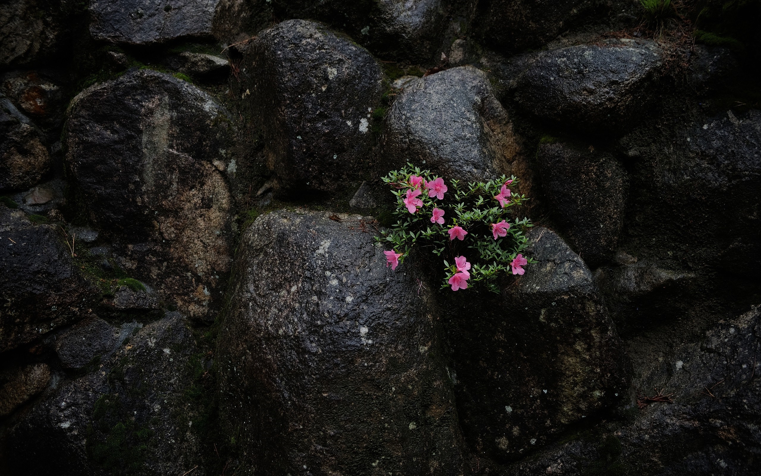 Pink flowers growing on a dark stone wall HD Wallpaper