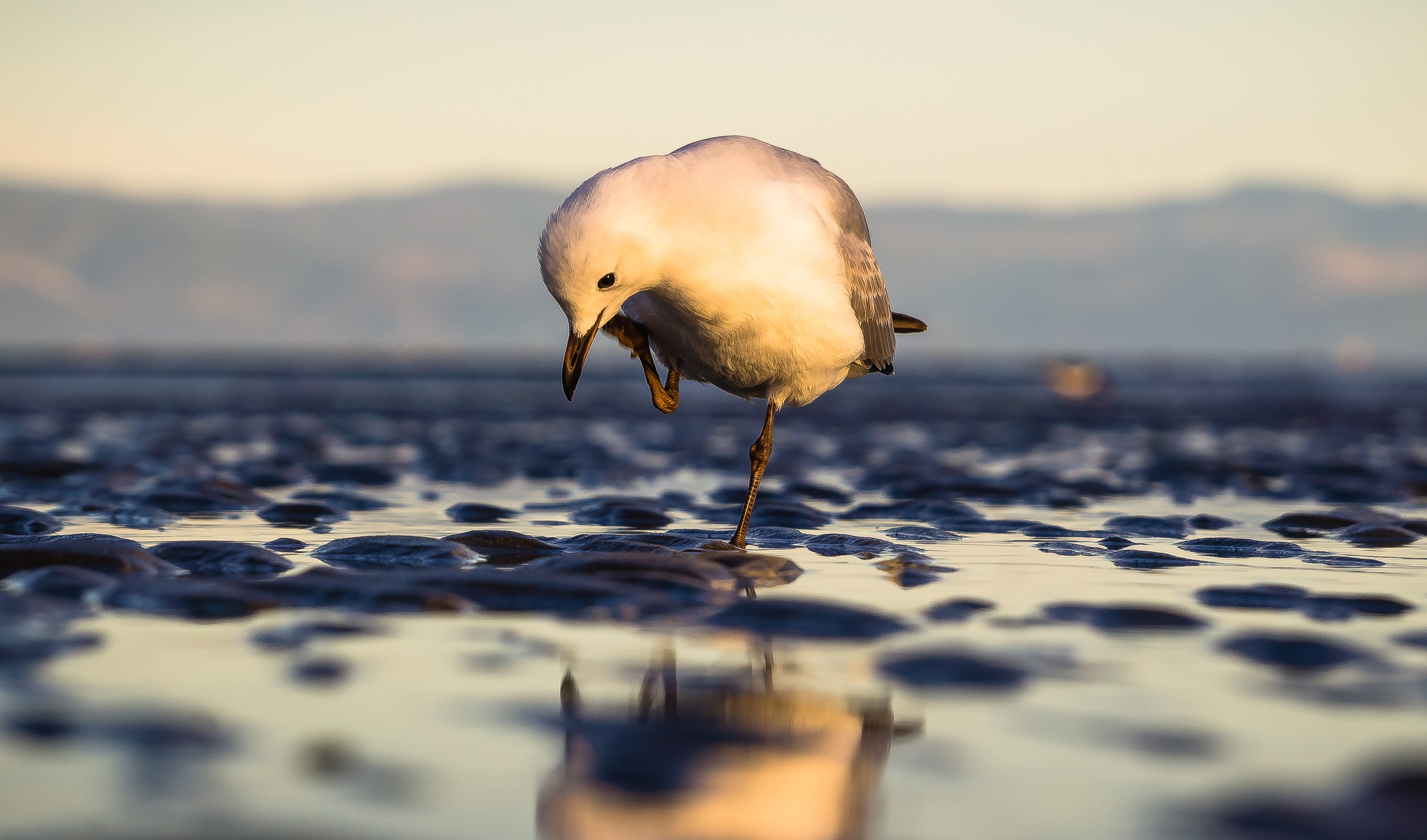 Seagull standing on one leg on a wet beach at sunrise HD Wallpaper