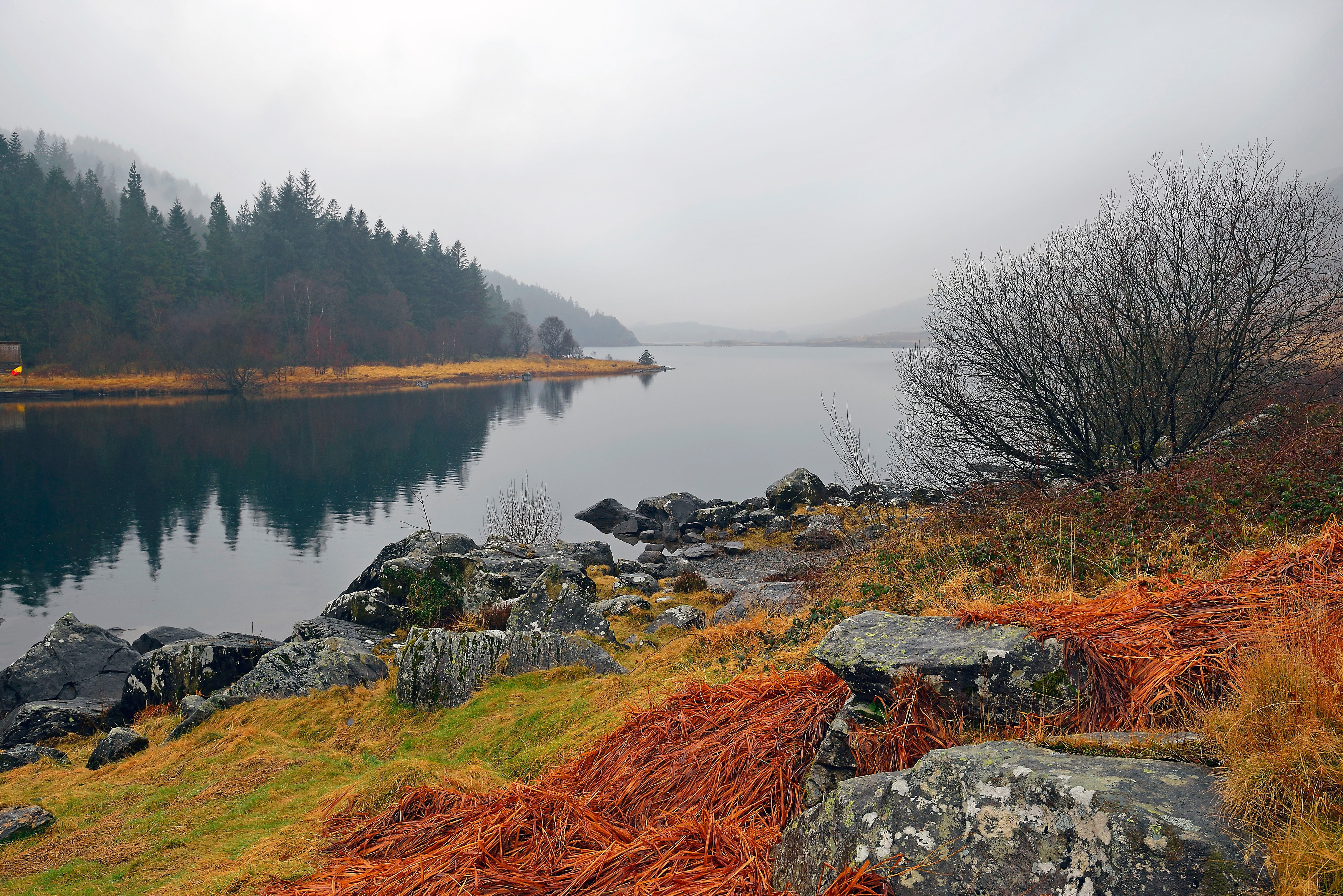 Misty lake with pine forest and rocky shore HD Wallpaper