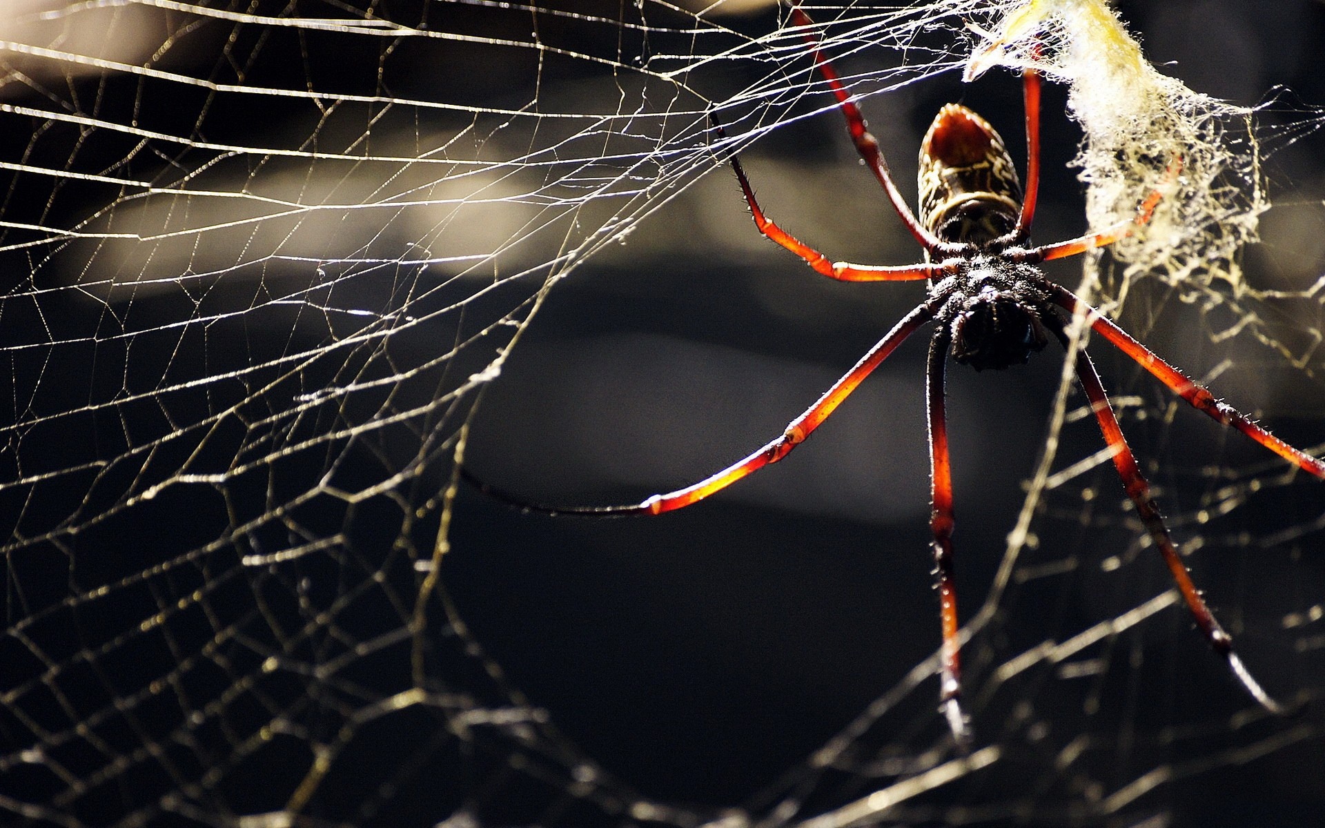 Spider on a web HD Wallpaper