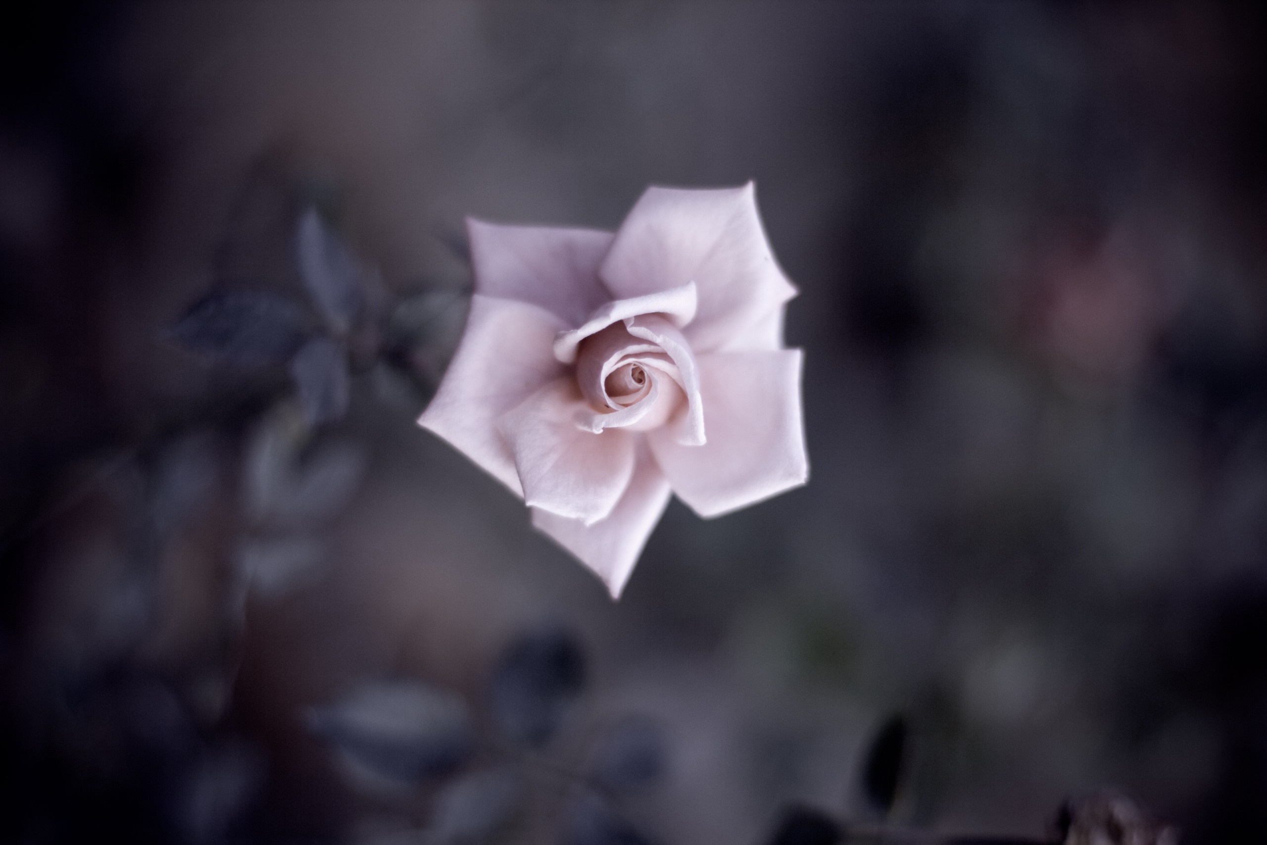 Close-up of a pale pink rose with dark background HD Wallpaper