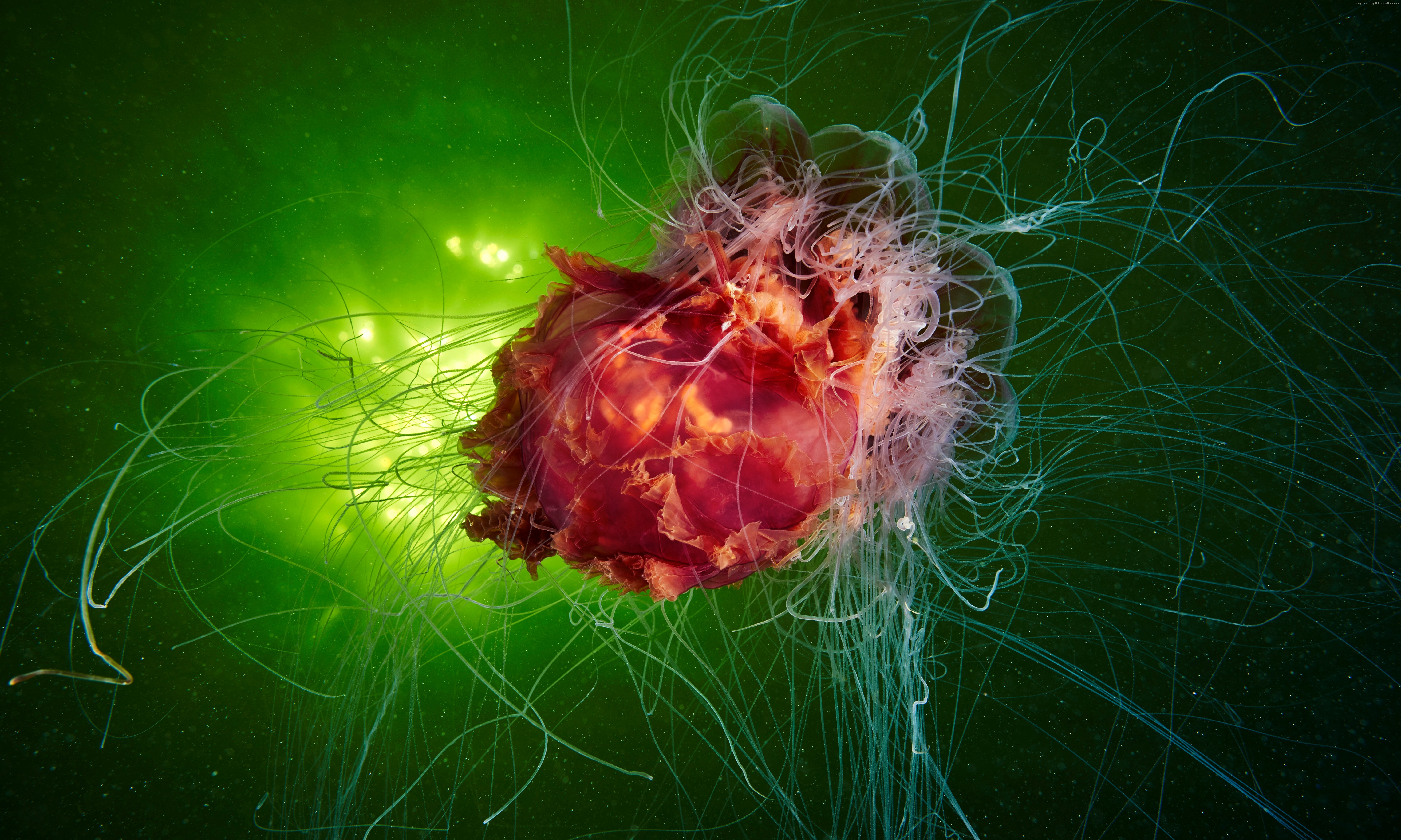 Lion's Mane Jellyfish underwater HD Wallpaper