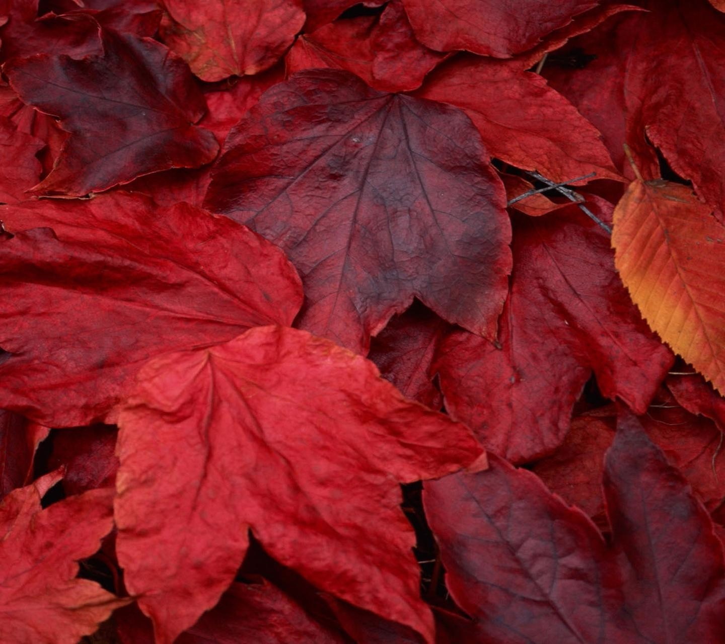 Pile of red and orange autumn leaves HD Wallpaper