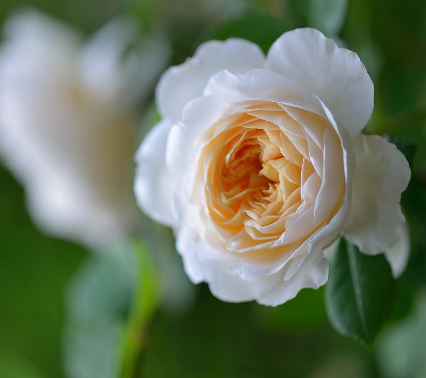 Close up of a white and yellow rose blossom HD Wallpaper
