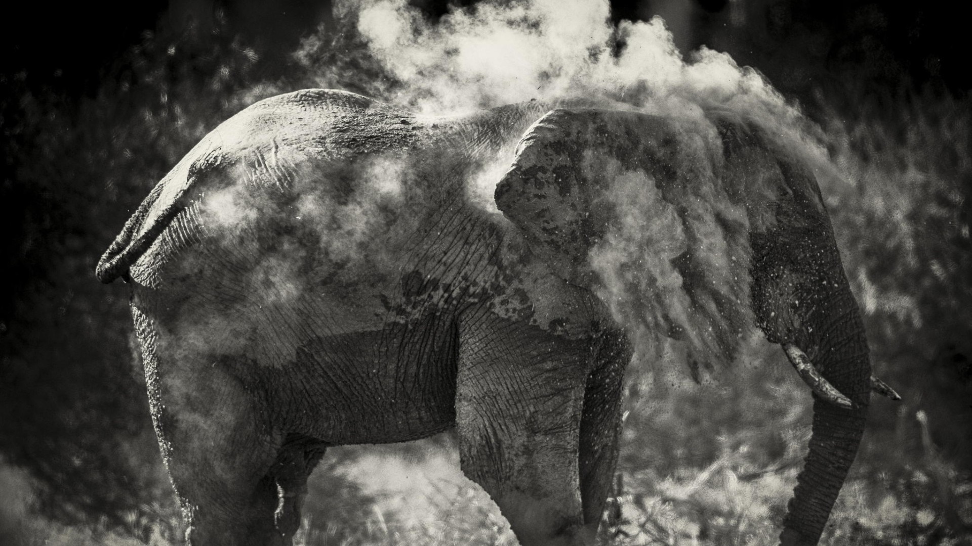 Monochrome photograph of an elephant covered in dust HD Wallpaper