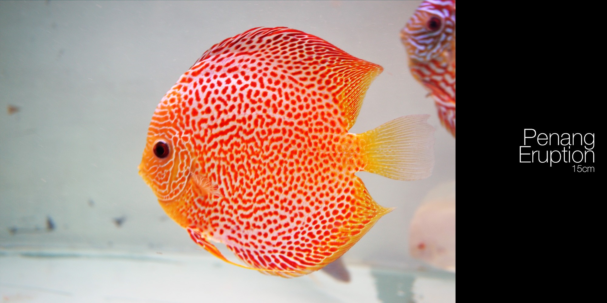 Penang Eruption Discus Fish HD Wallpaper