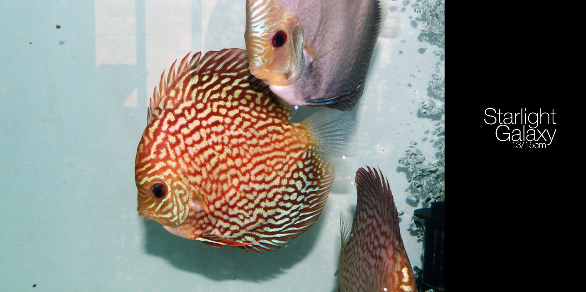 Starlight Galaxy Discus Fish HD Wallpaper