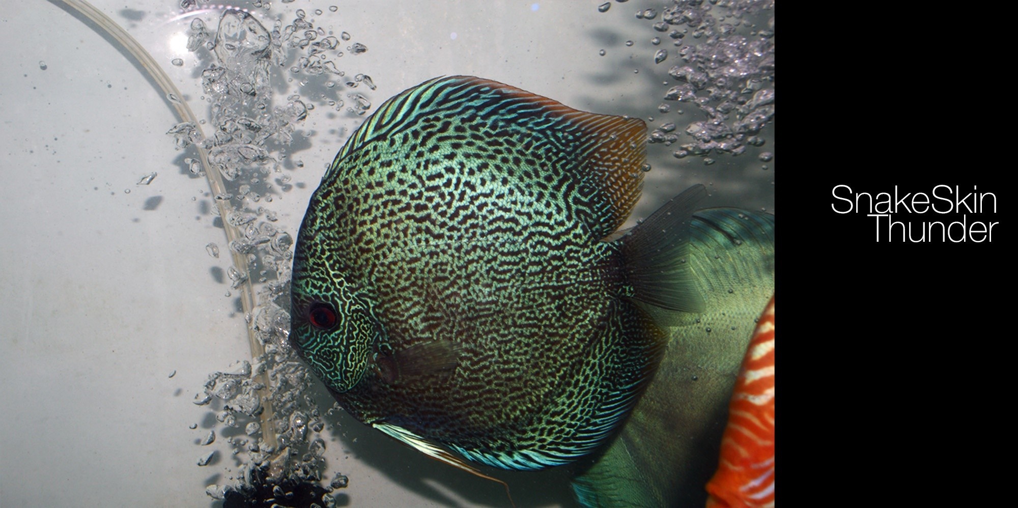 Discus fish with snake skin pattern in aquarium HD Wallpaper