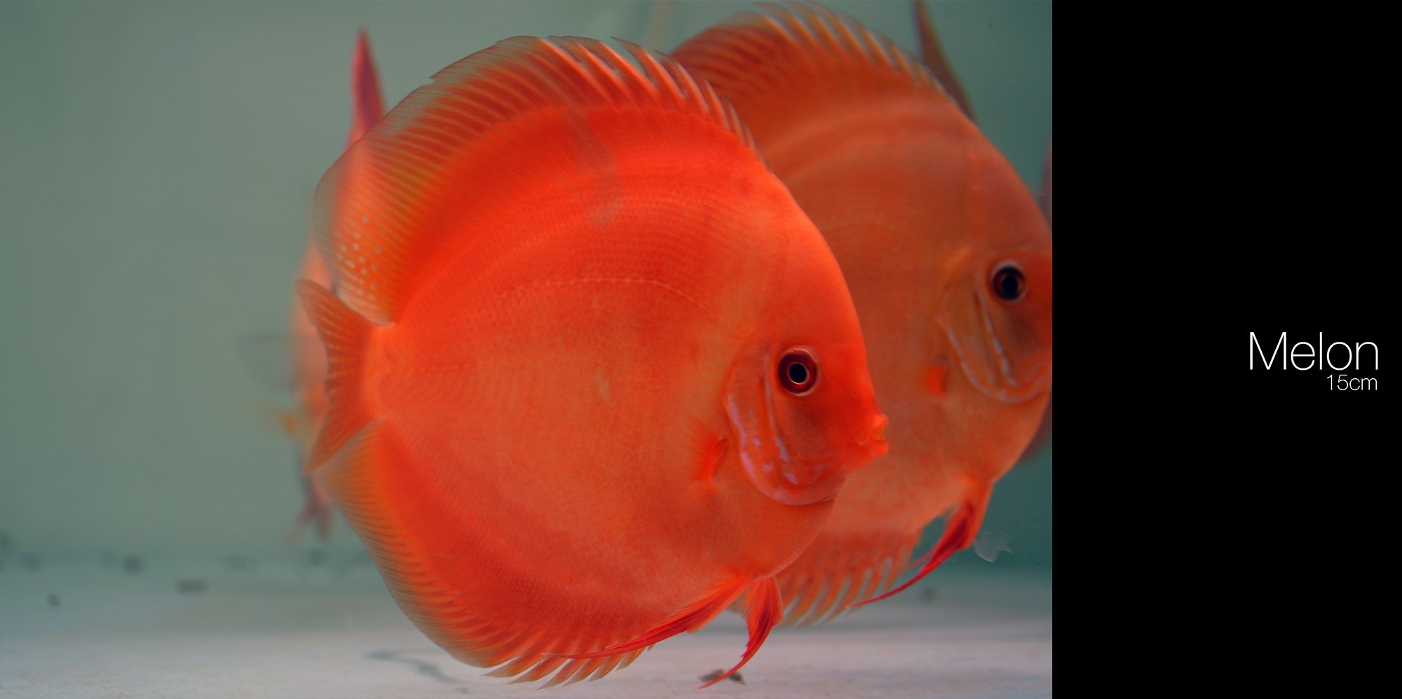 Two orange Discus fish with text overlay HD Wallpaper
